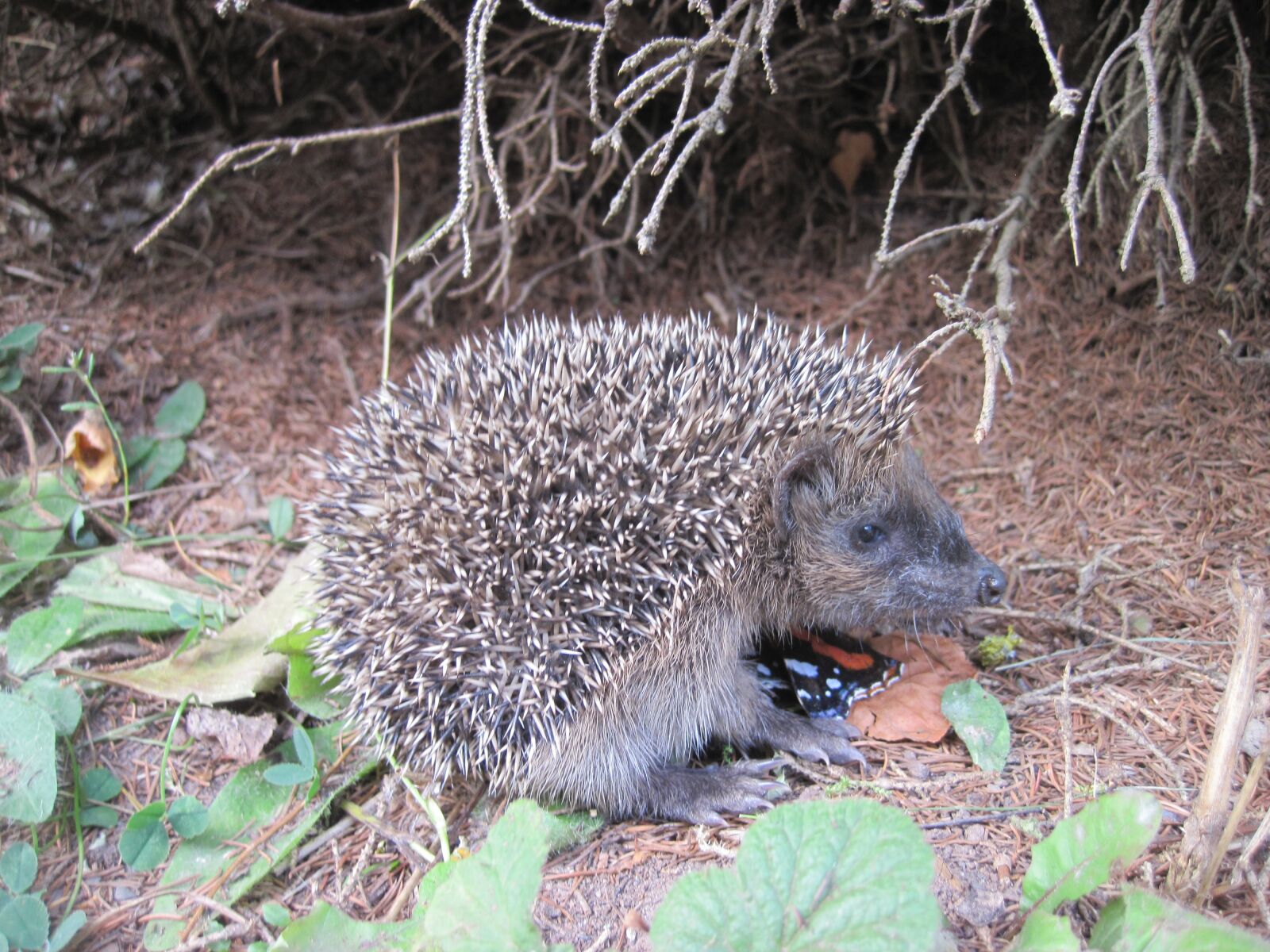 Canon PowerShot D10 sample photo. Hedgehog, young hedgehog, spur photography