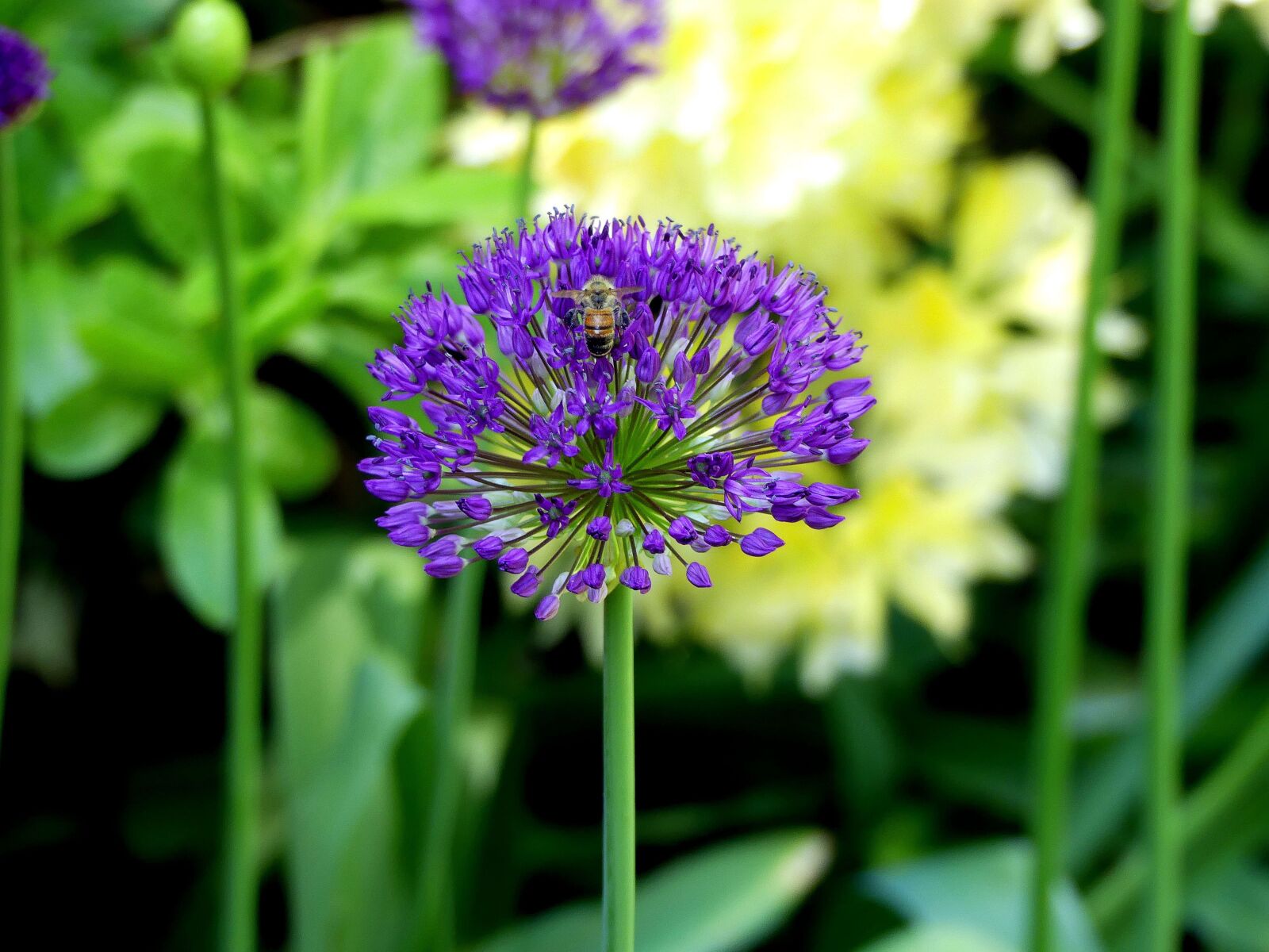 Panasonic Lumix DMC-FZ300 sample photo. Spring flower, purple, violet photography