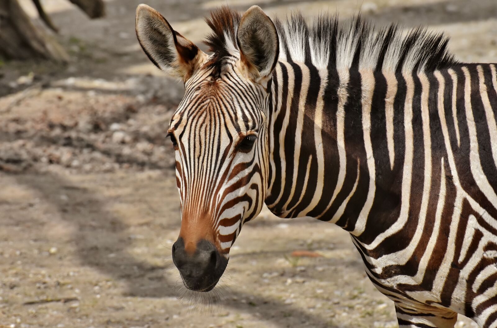 Nikon D7200 sample photo. Zebra, wild animal, zoo photography
