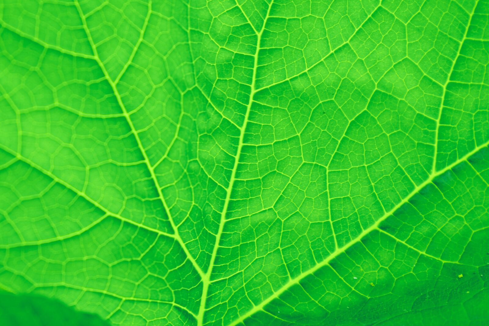 Nikon D5600 sample photo. Leaf, texture, pattern green photography