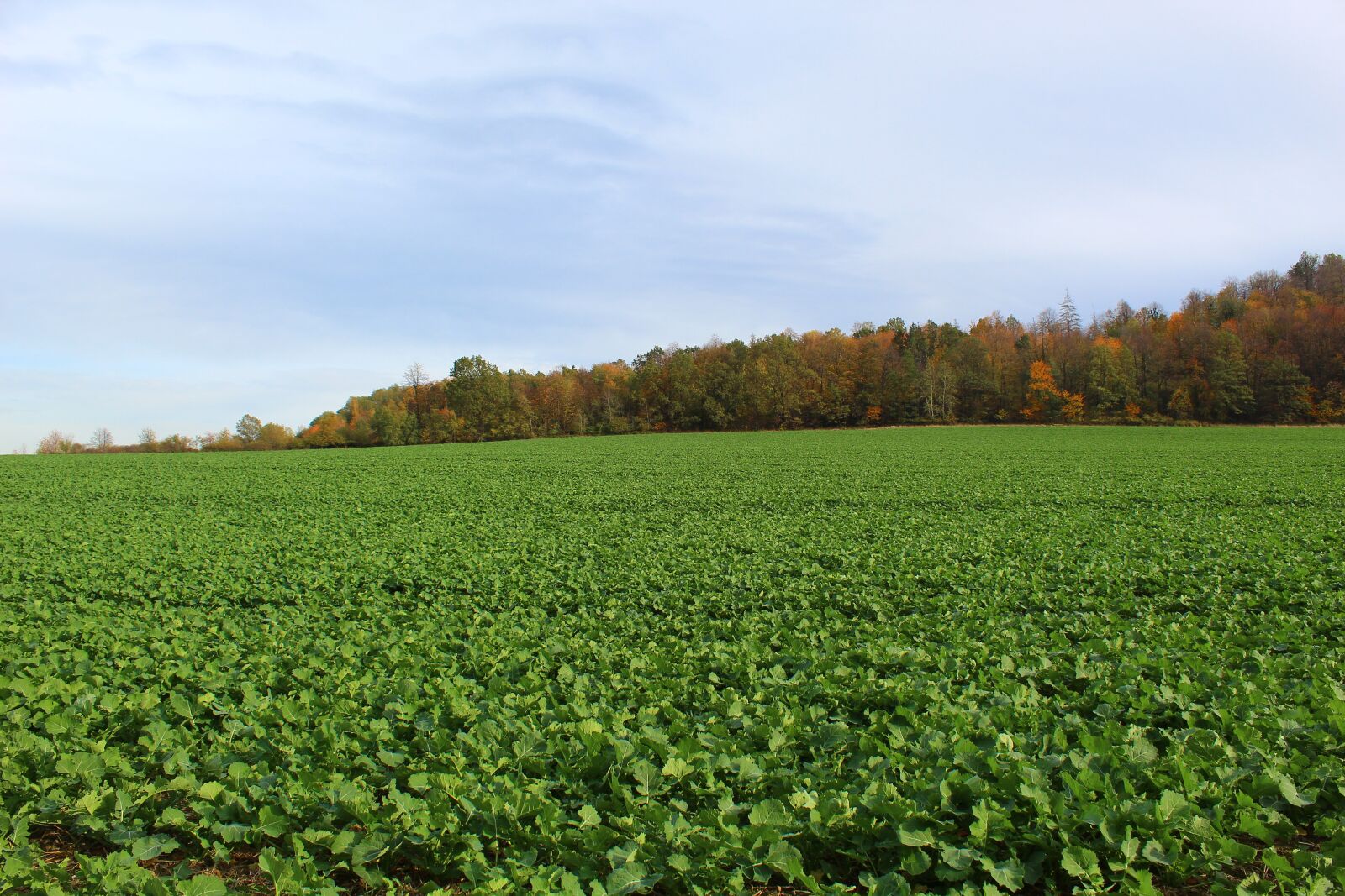 Canon EOS 4000D (EOS Rebel T100 / EOS 3000D) sample photo. Field, landscape, rapeseed photography