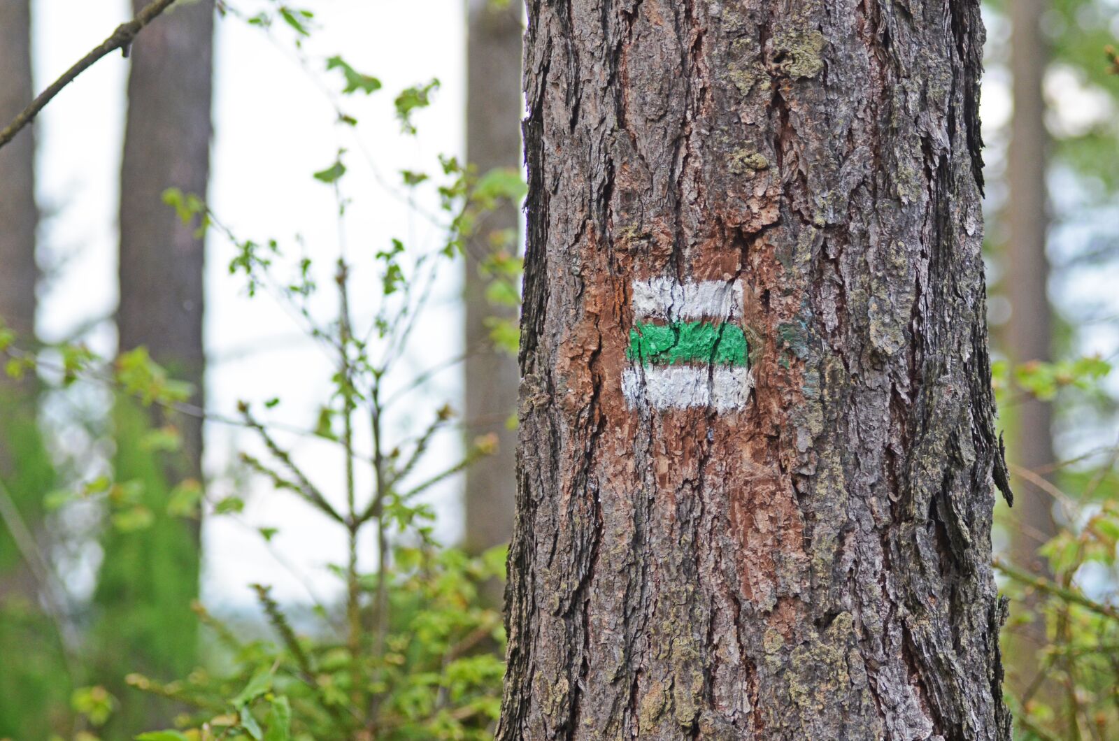 Nikon D5100 sample photo. The jesen ky mountains photography