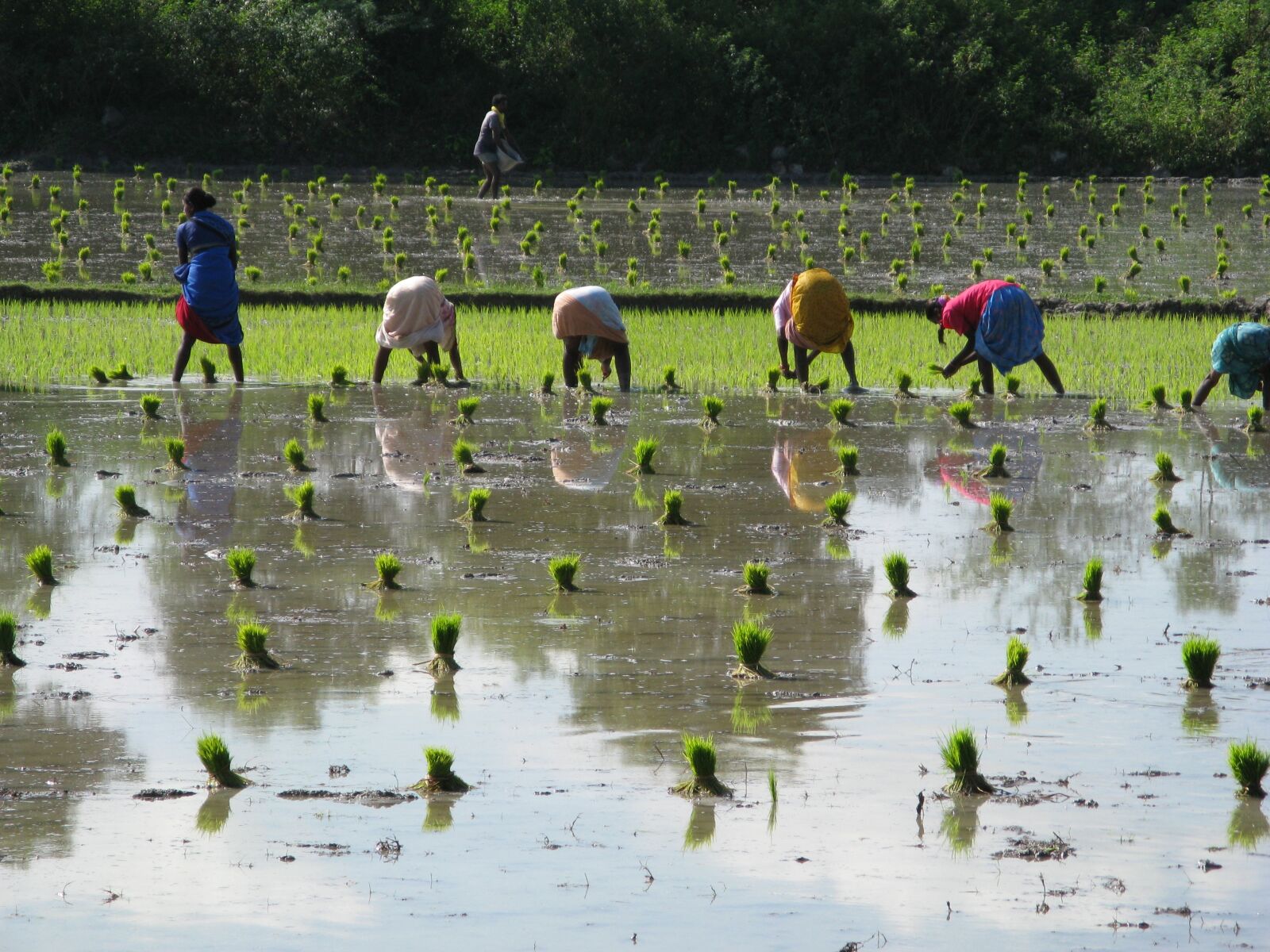 Canon POWERSHOT A720 IS sample photo. Rice, rice plants, india photography