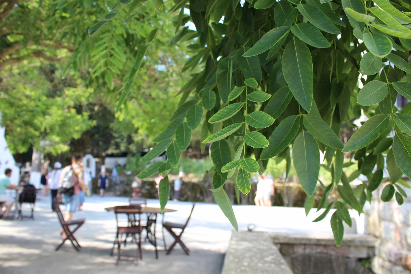 Canon EOS 1200D (EOS Rebel T5 / EOS Kiss X70 / EOS Hi) sample photo. Cafe, greenery, tree photography