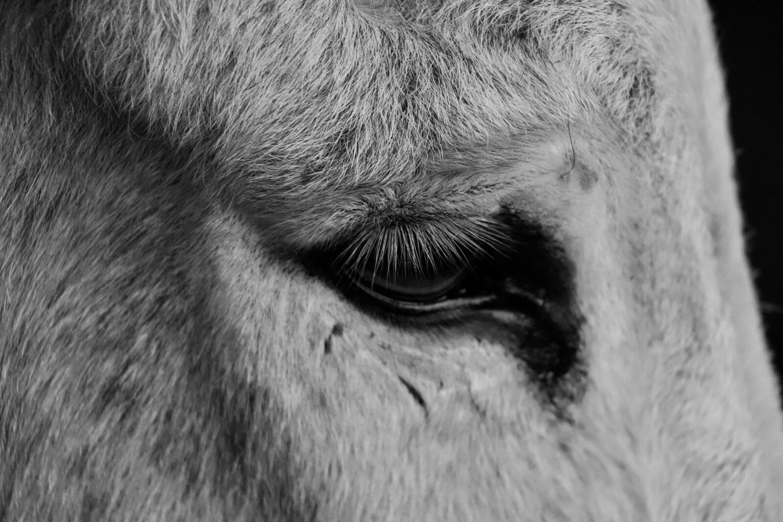 Canon EOS 800D (EOS Rebel T7i / EOS Kiss X9i) sample photo. Donkey, horse, eye photography