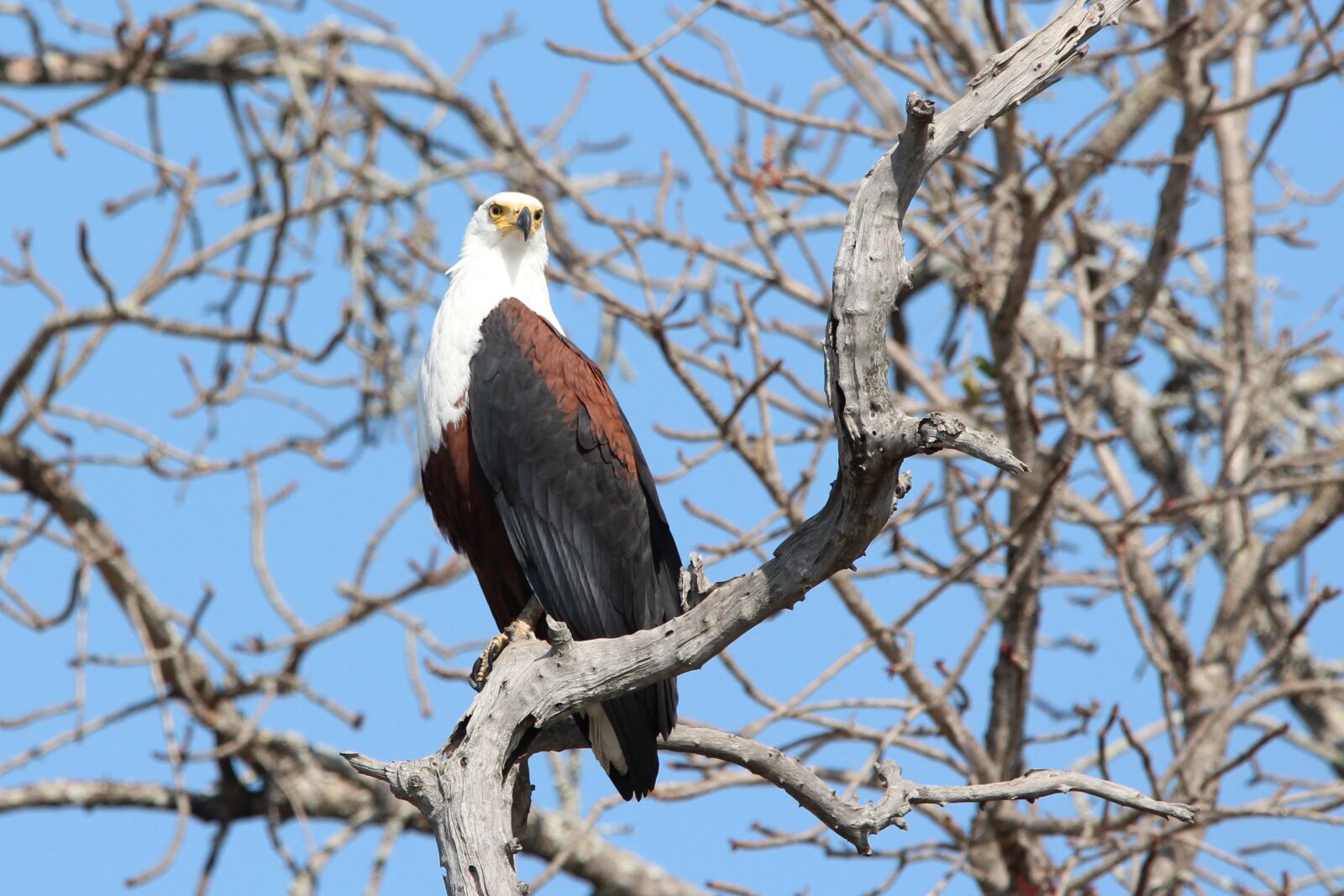 150-600mm F5-6.3 DG OS HSM | Contemporary 015 sample photo. Fish eagle, bird, eagle photography