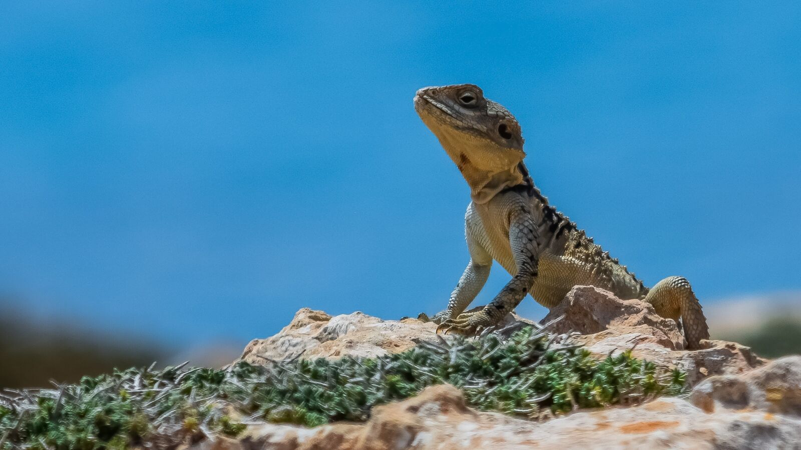Nikon D3300 sample photo. Reptile, nature, lizard photography