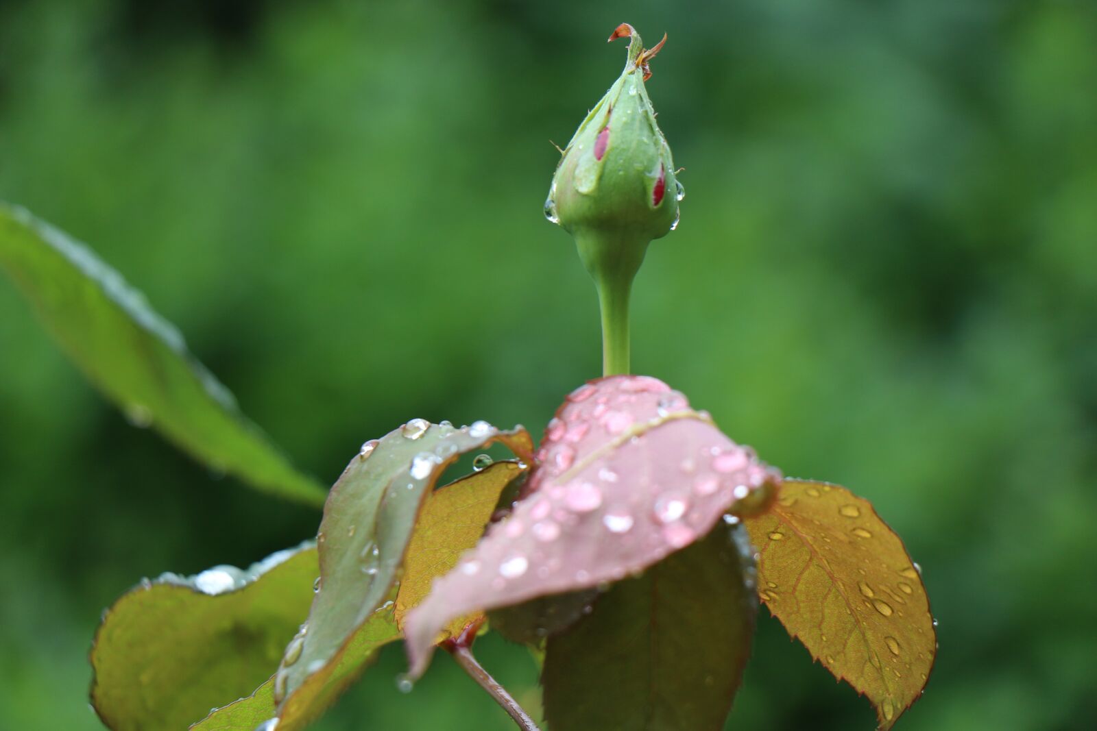Canon EOS 700D (EOS Rebel T5i / EOS Kiss X7i) sample photo. Rosebud, after the rain photography