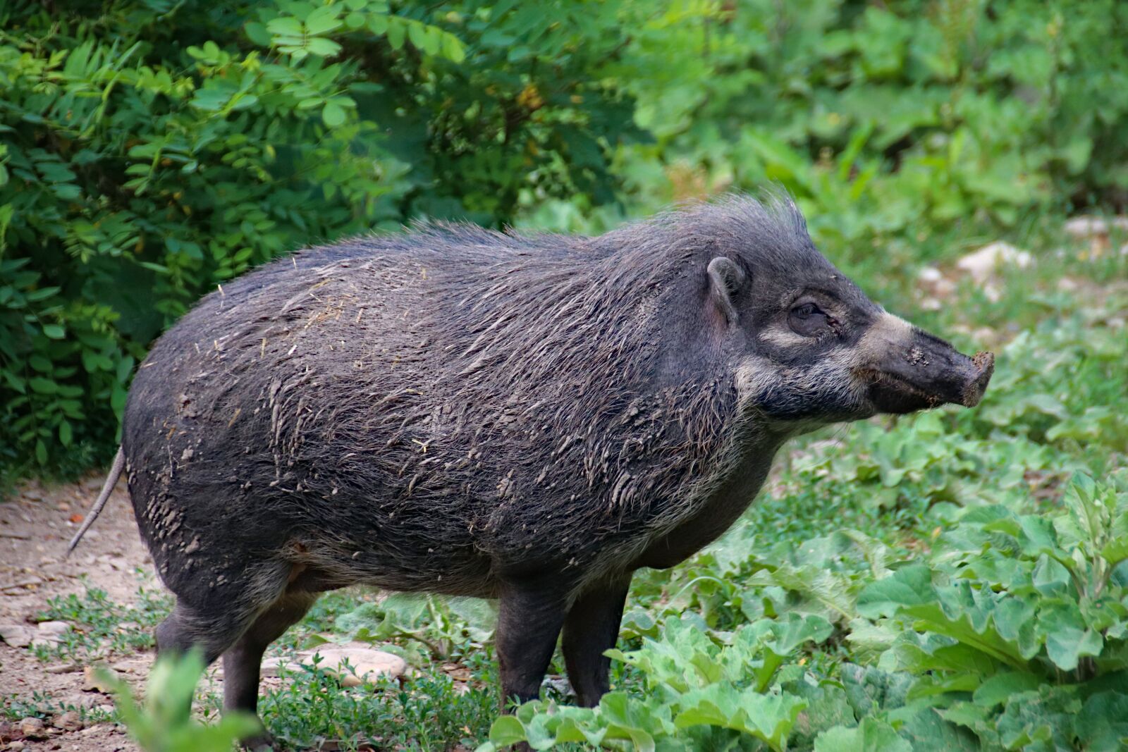 Canon EOS 77D (EOS 9000D / EOS 770D) sample photo. Pig, wild boar, the photography