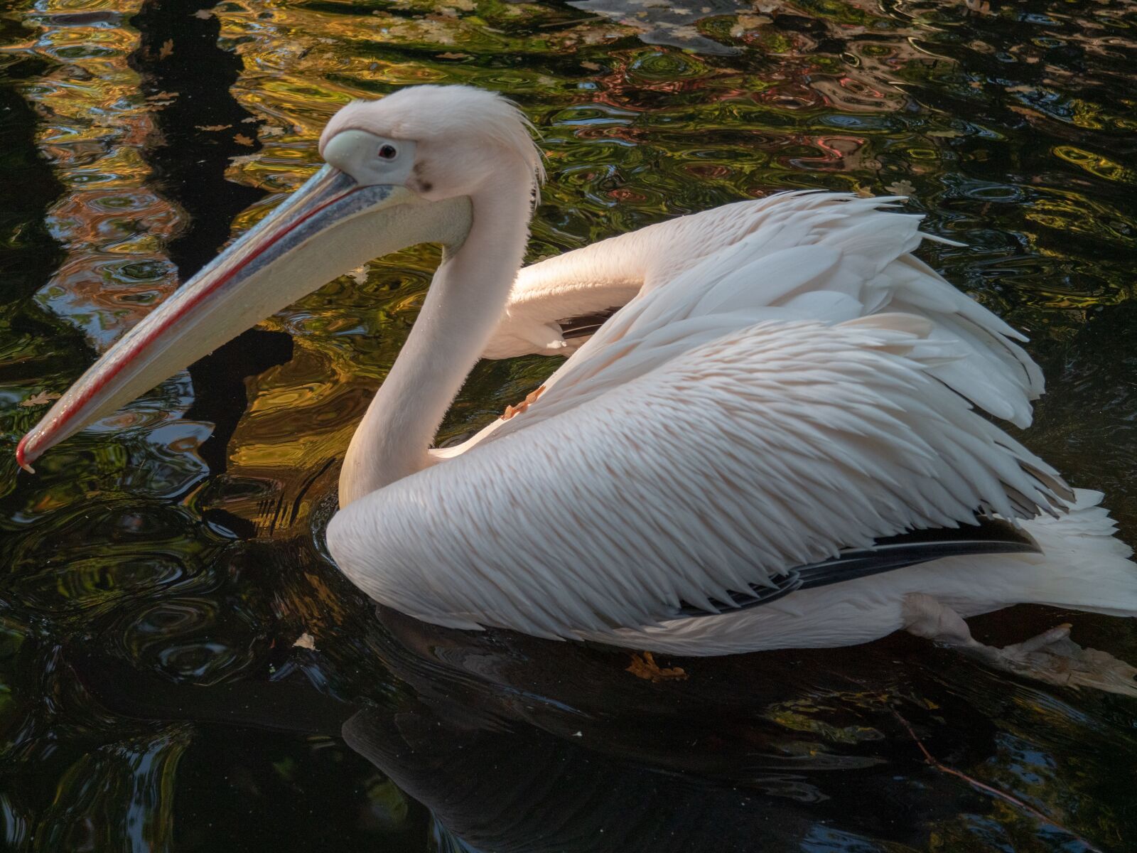 LEICA DG 12-60/F2.8-4.0 sample photo. Animal, pelikan, bird photography