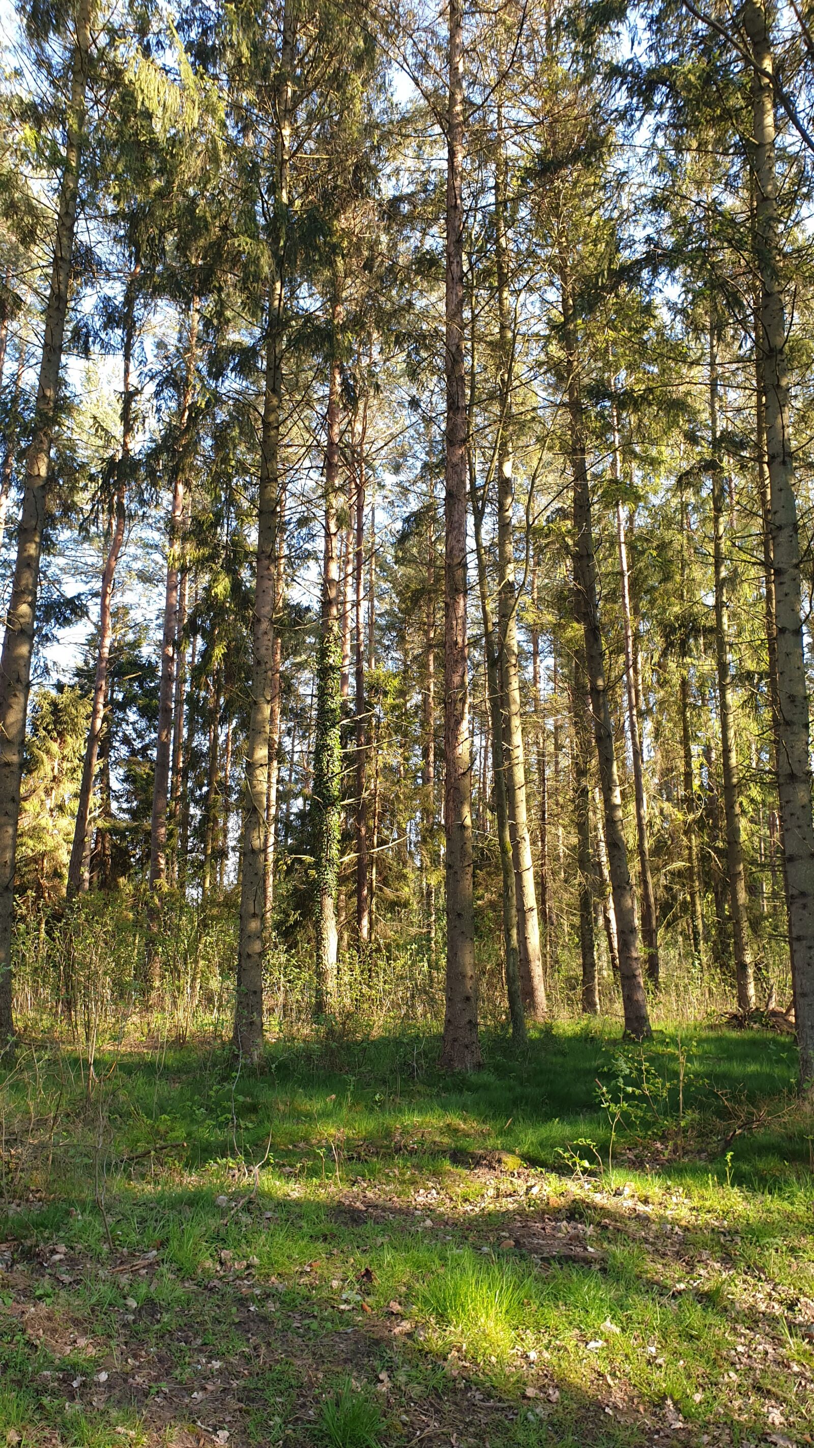 Samsung Galaxy S9 sample photo. Forest, three, nature photography