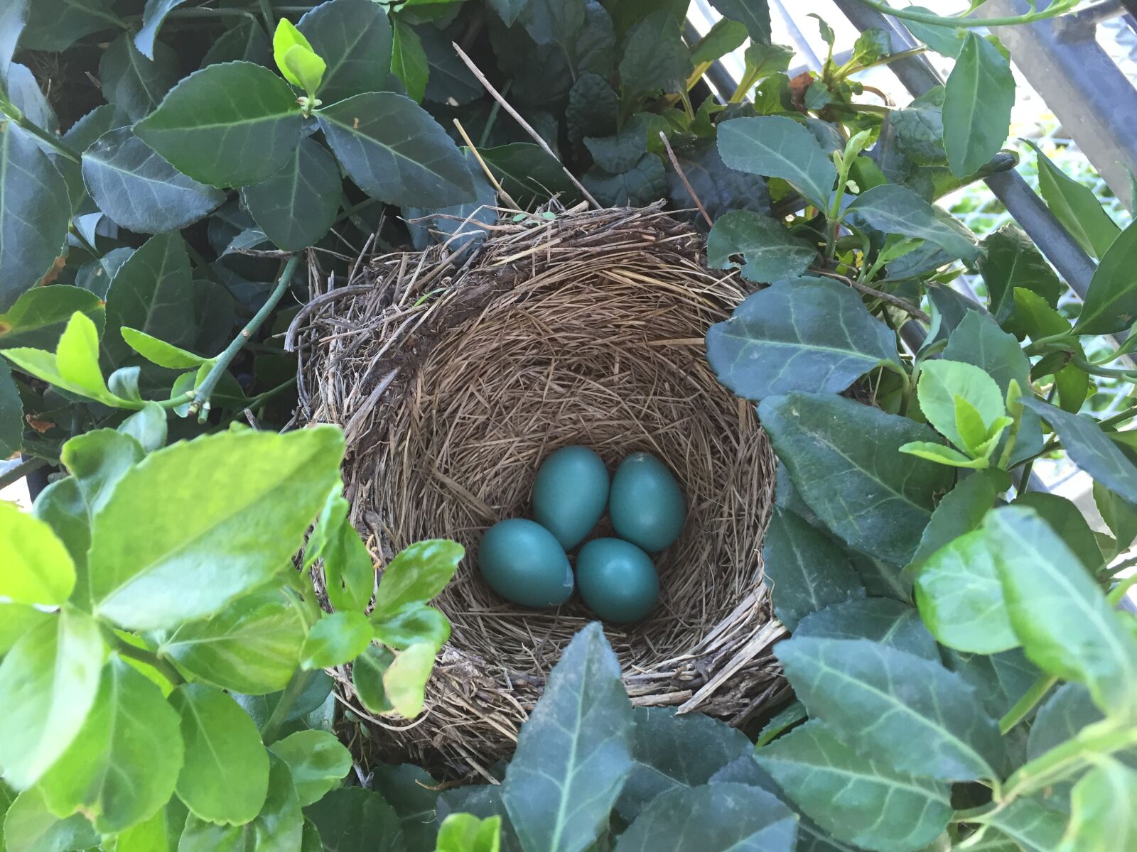 Apple iPhone 6 sample photo. Bird, s, nest photography