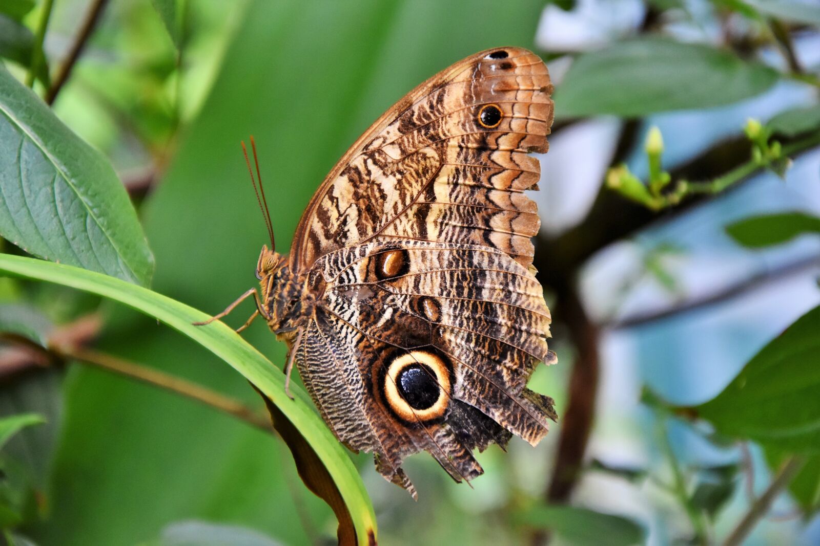 Nikon D7200 sample photo. Butterfly, tropical butterfly, exotic photography