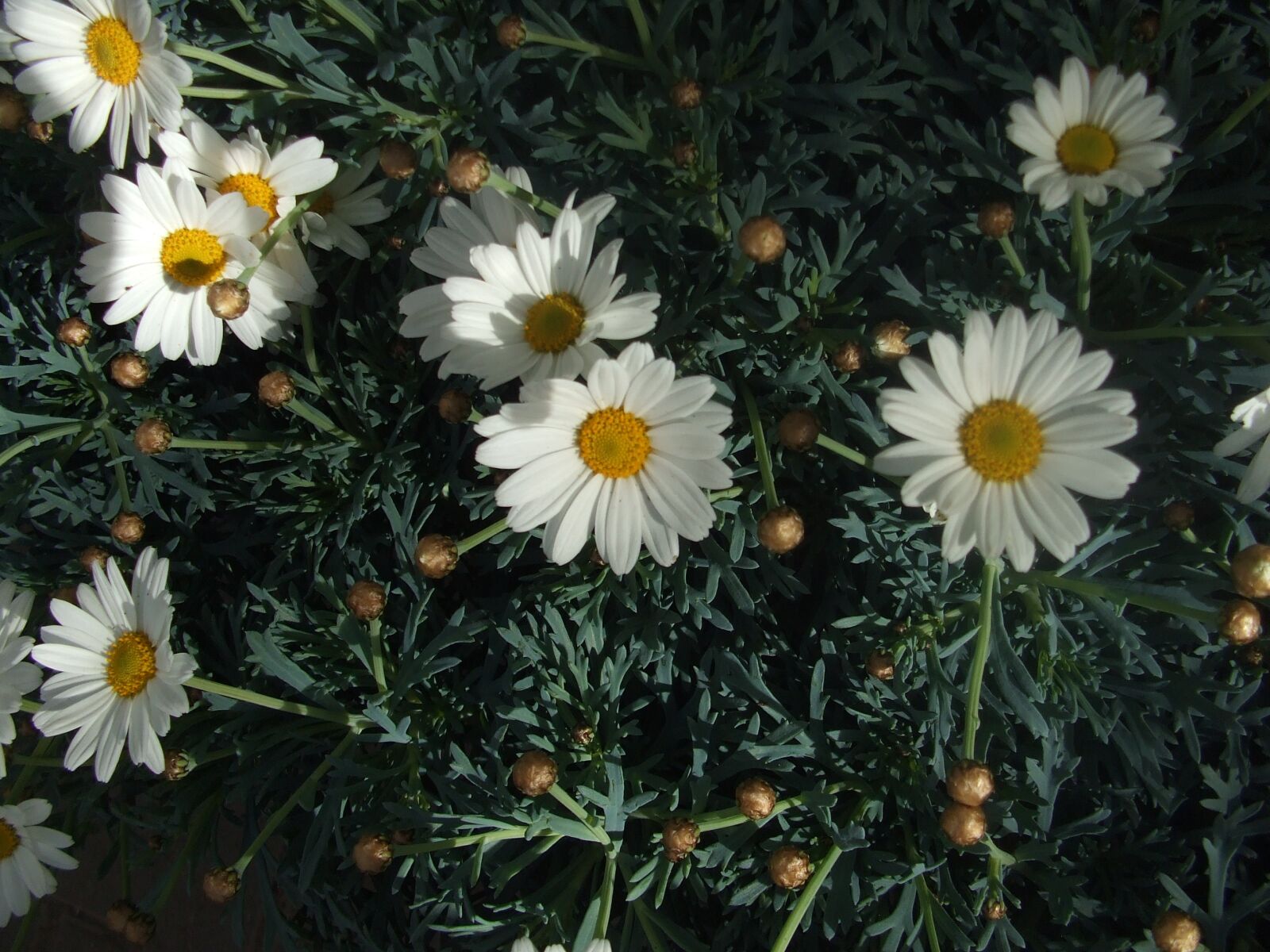 Fujifilm FinePix A610 sample photo. Pointed flower, daisies, spring photography