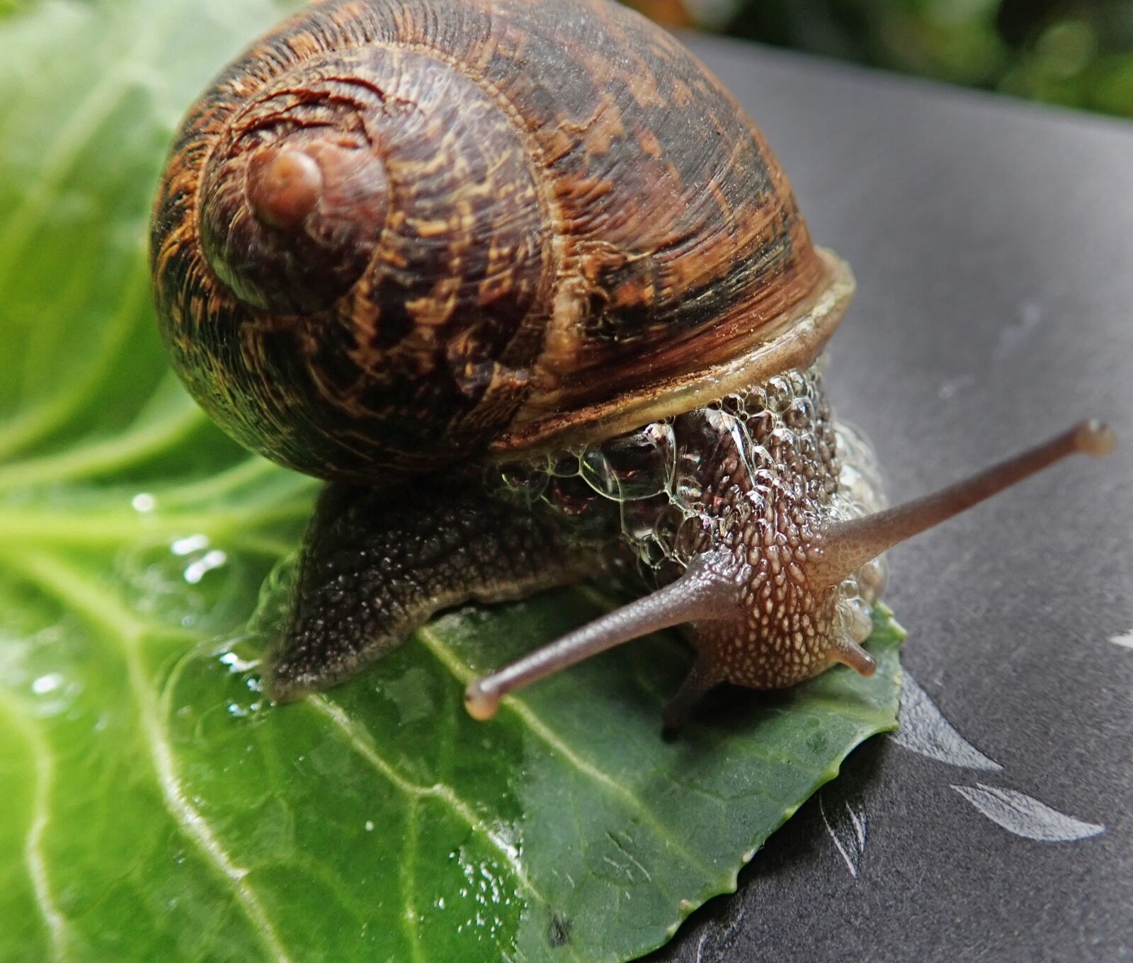 Olympus TG-5 sample photo. Snail, garden, pest photography