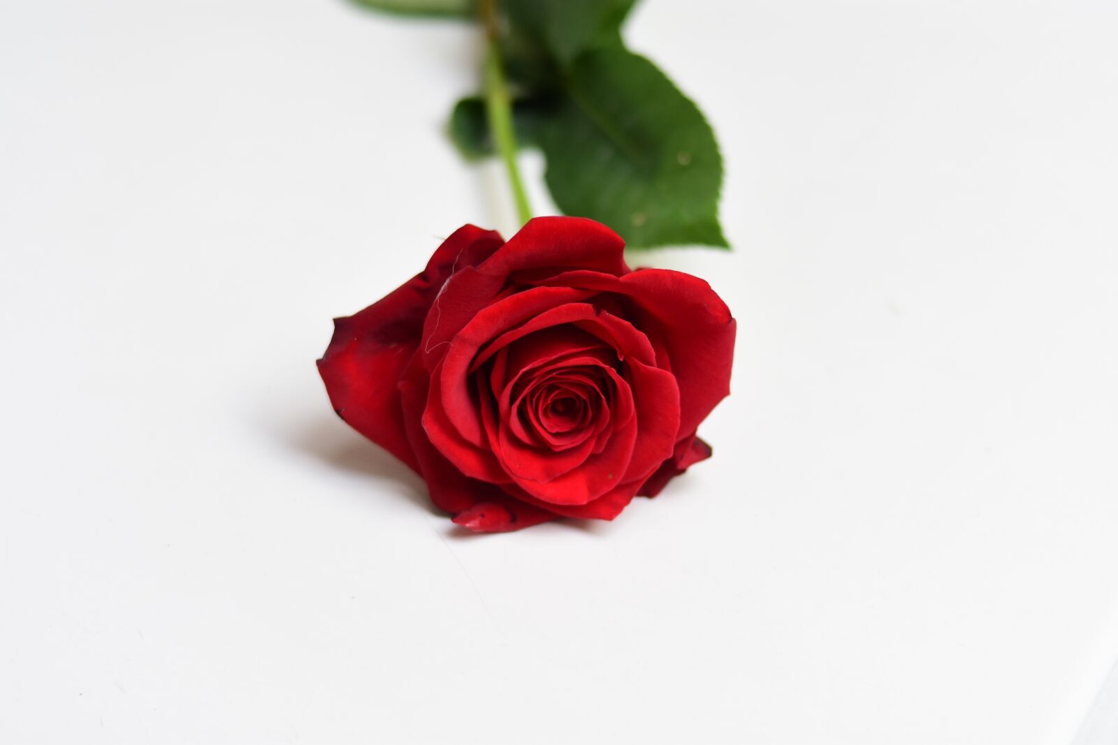 Nikon D3400 sample photo. Rosa, flower, petal photography