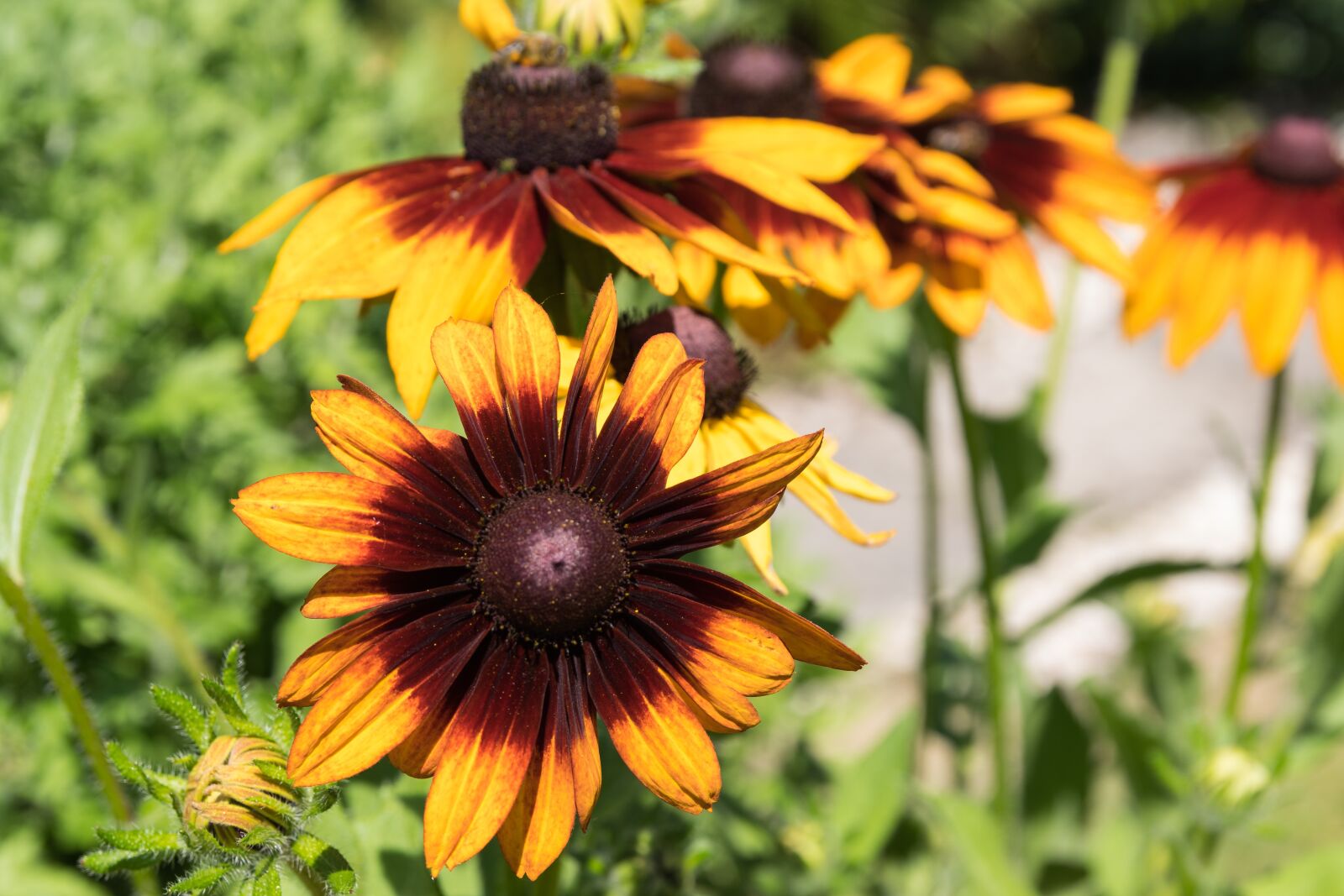 Sigma 17-50mm F2.8 EX DC HSM sample photo. Nature, flower, plant photography