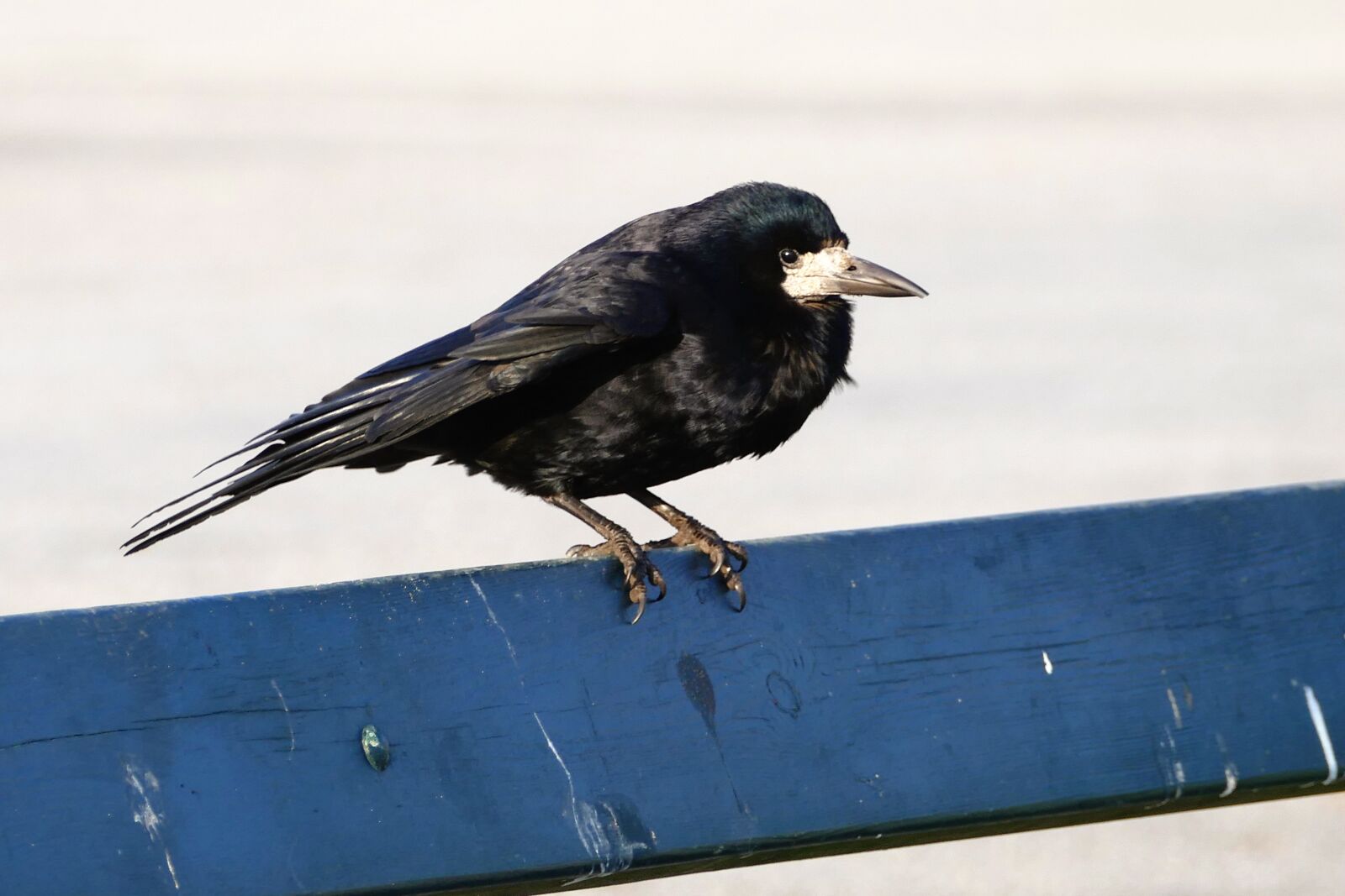 Panasonic Lumix DMC-FZ1000 sample photo. Bird, rook, black photography
