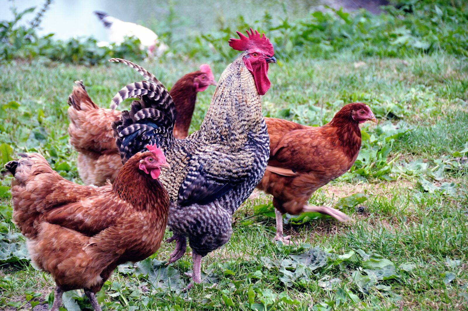 Nikon D300 sample photo. Animals, domestic fowl, chickens photography