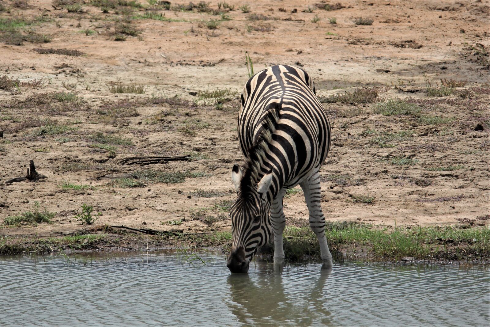 Canon EOS 60D sample photo. Zebra, drinking, water photography