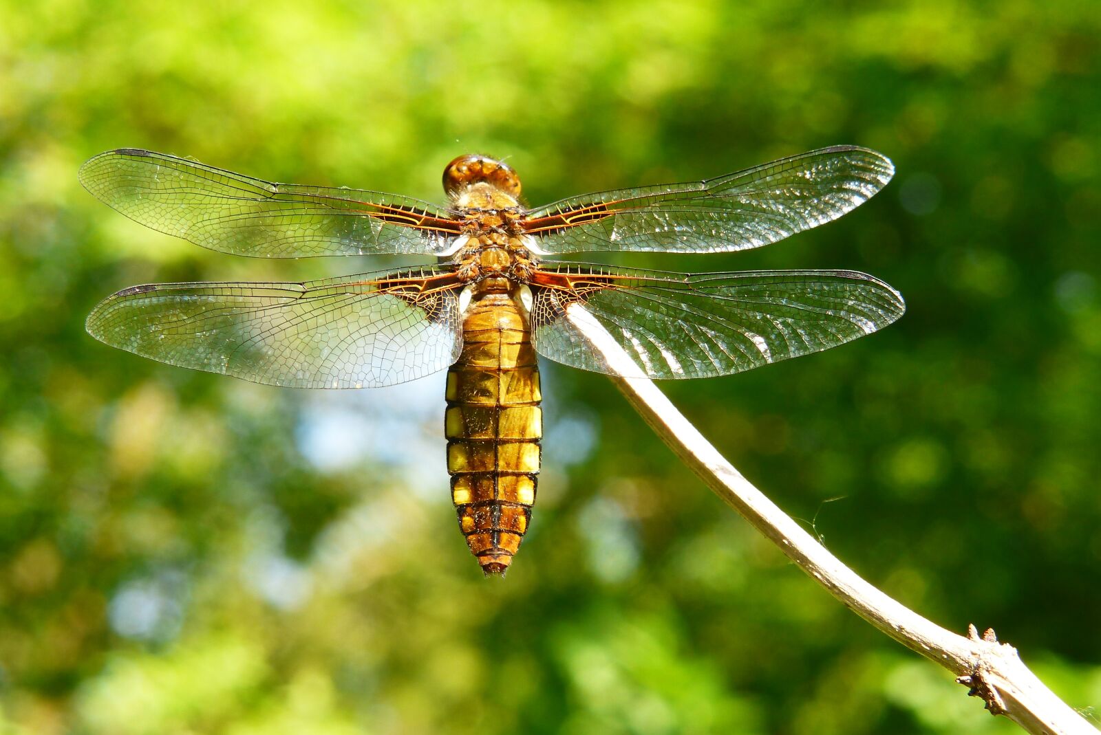 Panasonic Lumix DMC-FZ200 sample photo. Animals, invertebrates, insect photography