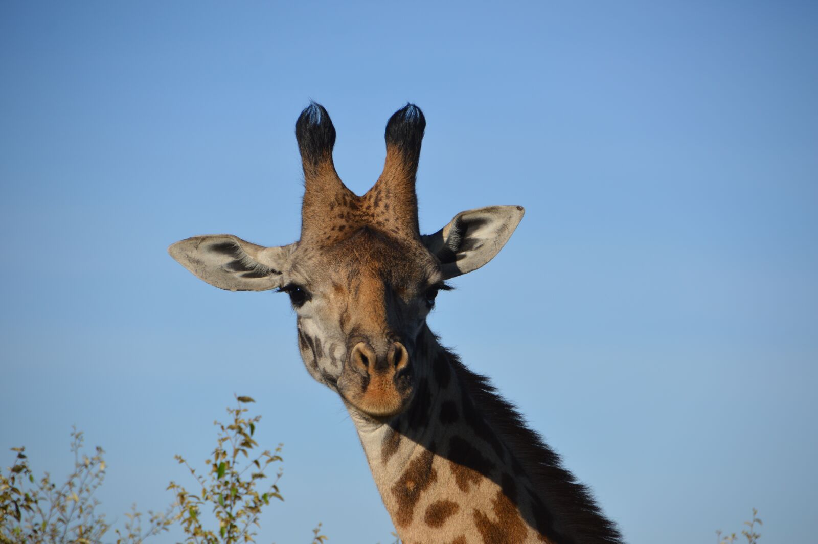 Nikon D3200 sample photo. Giraffe, animal, africa photography