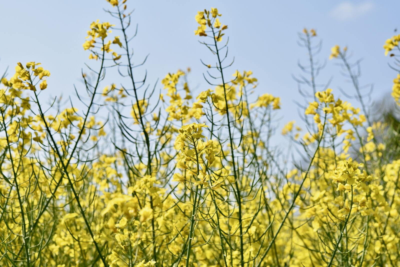 Nikon D5600 sample photo. Rapeseed, harvest, agriculture photography