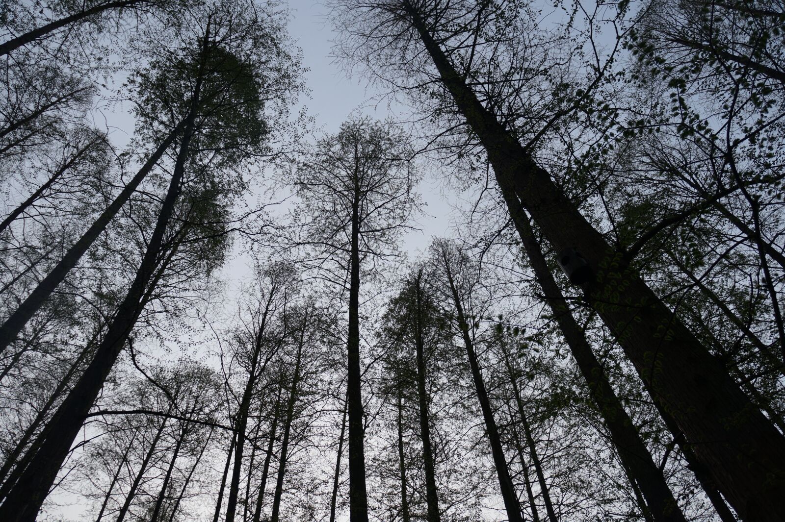 Sony Alpha a3000 sample photo. China, trees, the sky photography