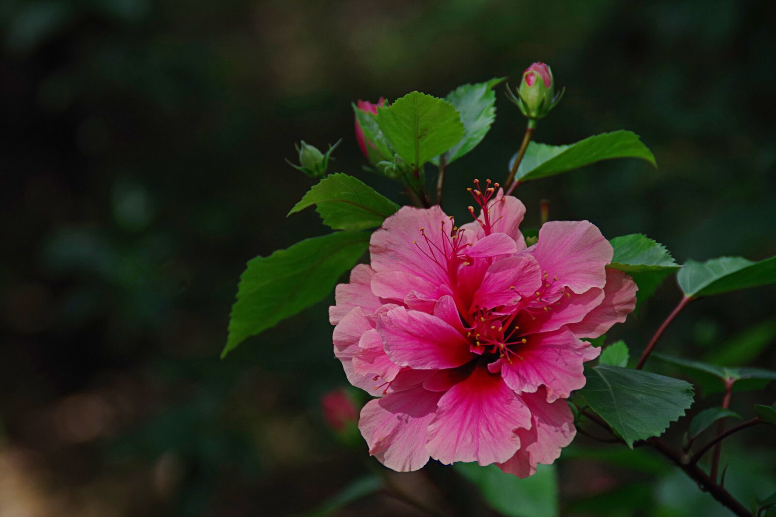 Pentax K-30 sample photo. Hibiscus, plant, simple photography