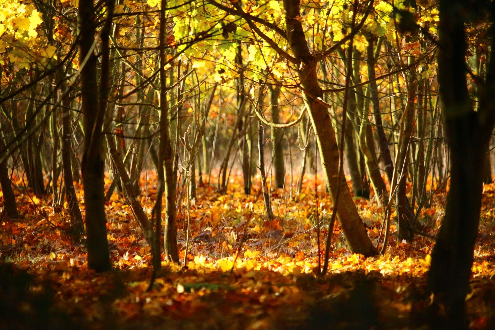 Canon EOS 100D (EOS Rebel SL1 / EOS Kiss X7) sample photo. Autumn, forest, trees photography