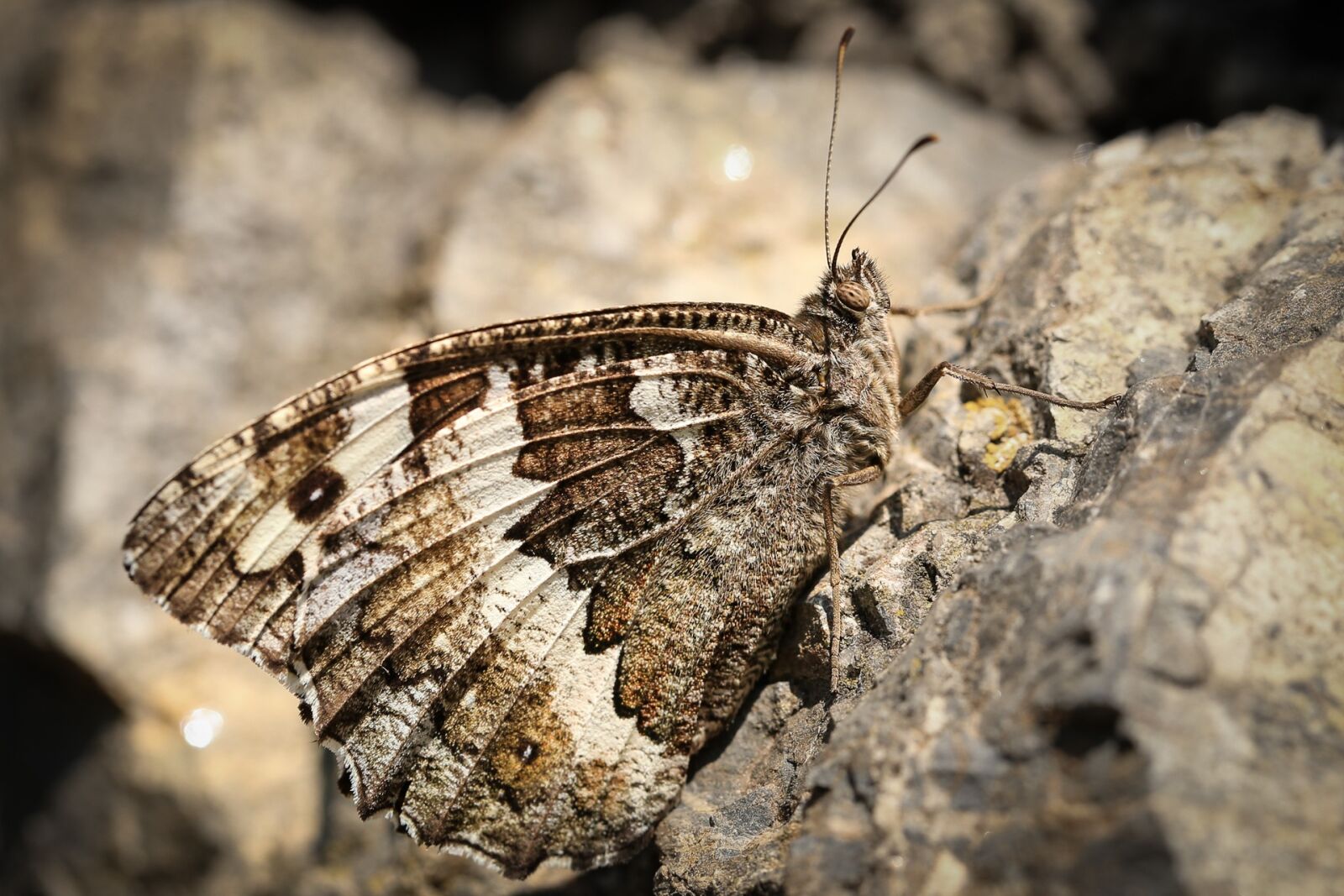 Canon EF 100mm F2.8L Macro IS USM sample photo. White forest porter brintesia photography