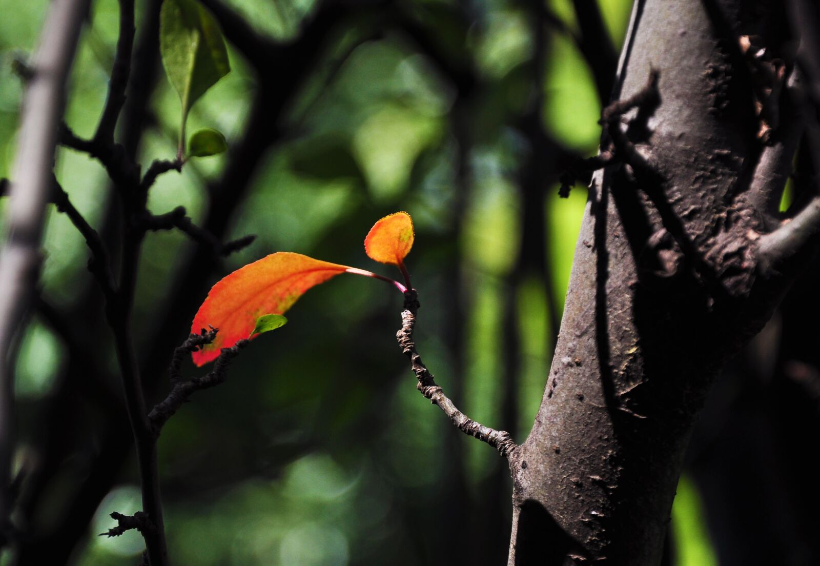 Nikon D90 sample photo. Red leaves, autumn, sunshine photography