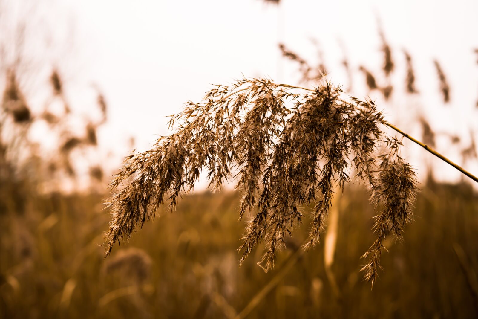 Sony a6300 + Sigma 30mm F2.8 EX DN sample photo. Grass, halme, quaking grass photography