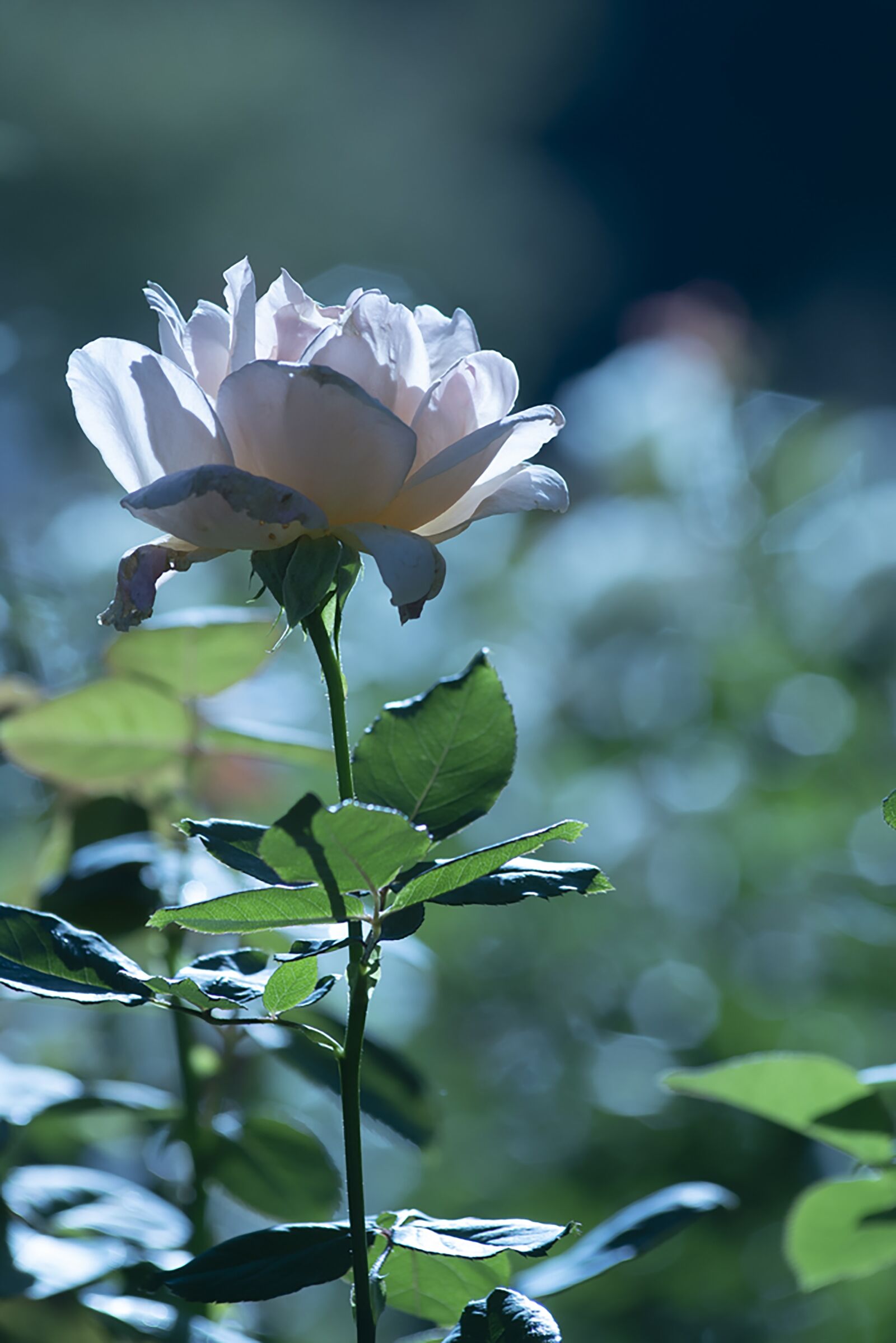 Nikon D7500 sample photo. Rose, flower, plant photography