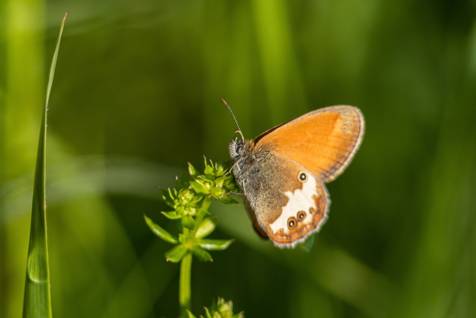 Canon EF 70-300 F4-5.6 IS II USM sample photo. Fire falter, butterfly, butterflies photography