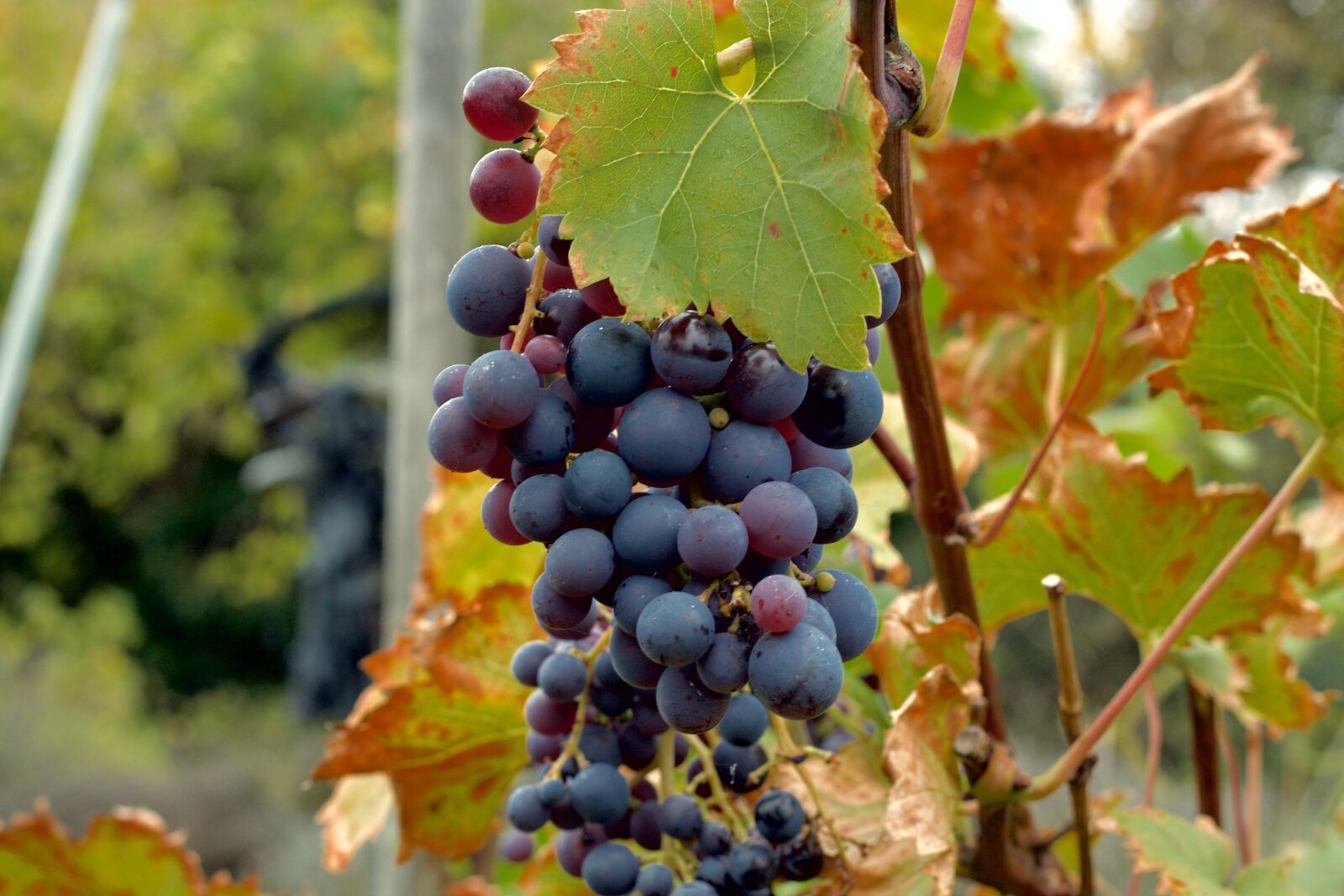Canon EOS 1100D (EOS Rebel T3 / EOS Kiss X50) + Canon EF 50mm F1.8 STM sample photo. Grapes, growth, vine photography