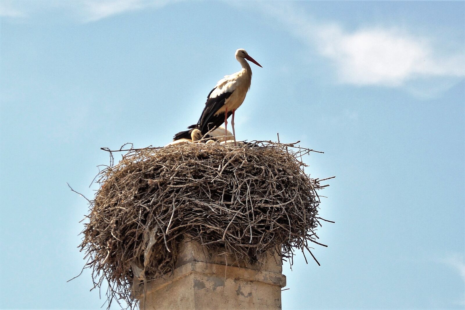 Sony SLT-A58 sample photo. Stork, nest, feeding photography