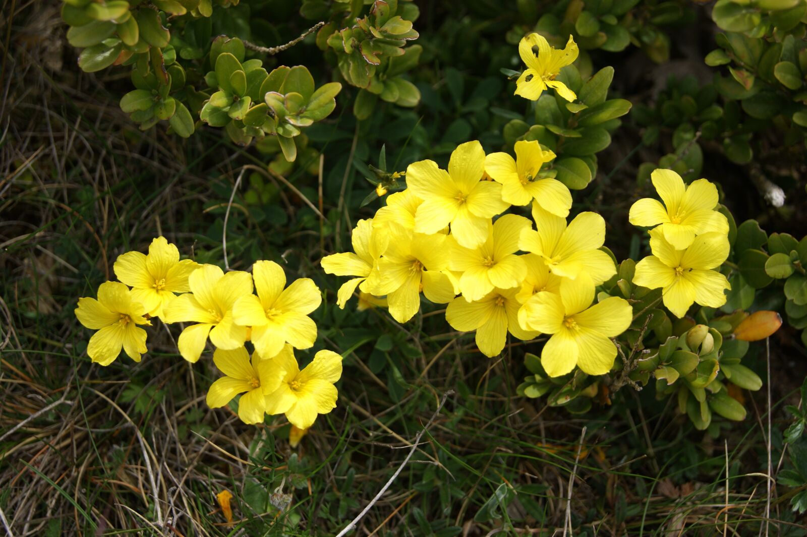 Sony Alpha DSLR-A290 sample photo. Flower, yellow, summer flowers photography