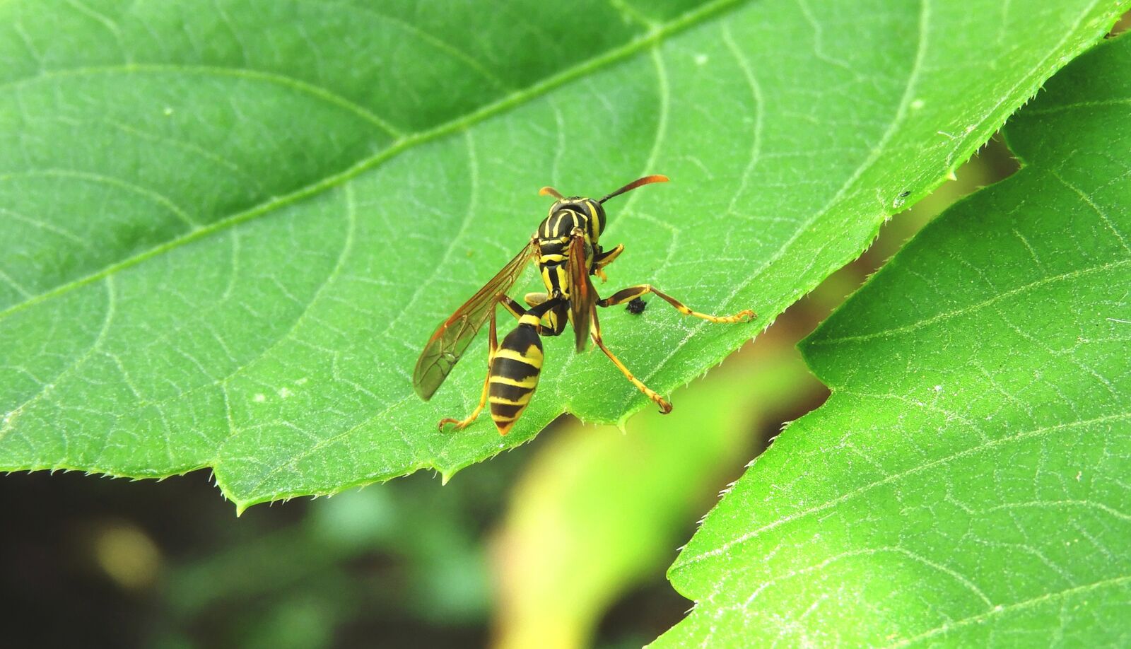Nikon Coolpix B700 sample photo. Macro, insect, wasp photography