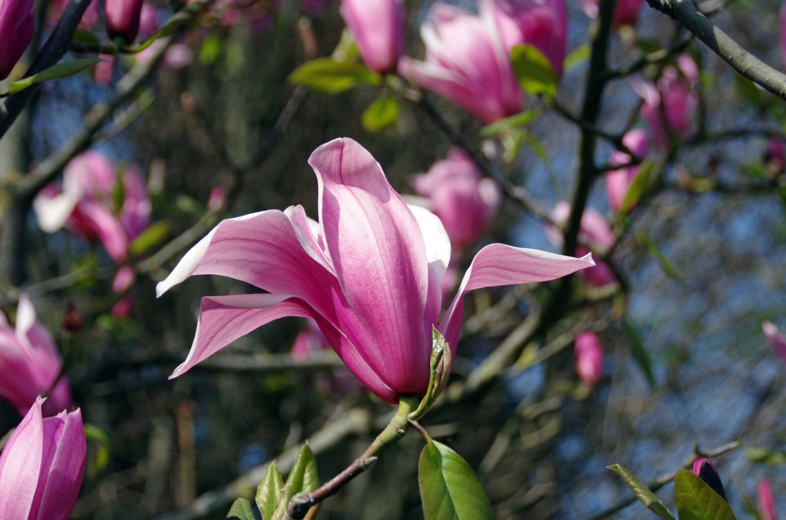 Pentax K-5 sample photo. Magnolia, soulangiana, nigra photography