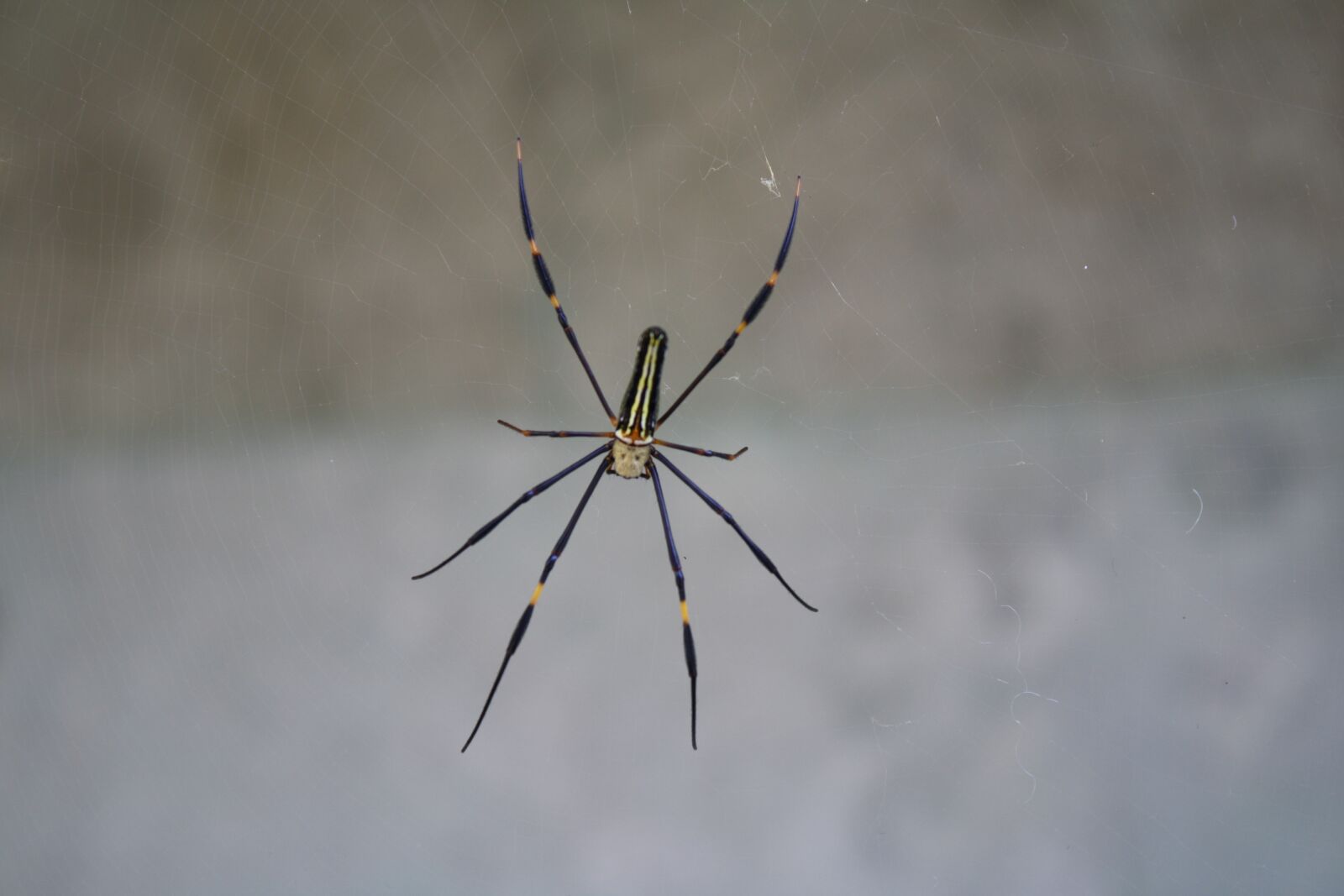 Canon EOS 1000D (EOS Digital Rebel XS / EOS Kiss F) sample photo. Spider, bali, gray photography