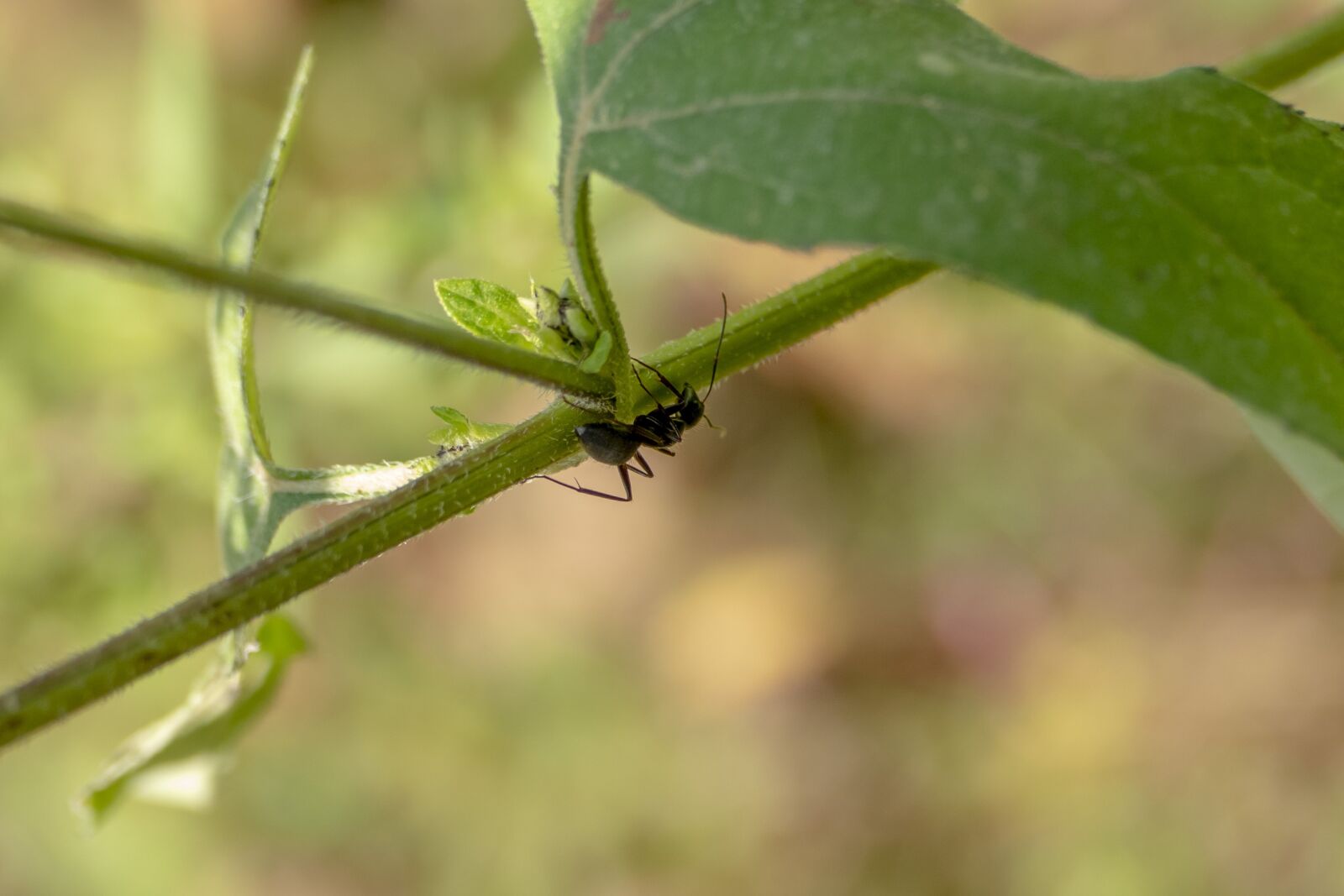 Panasonic Lumix DMC-FZ1000 sample photo. Ant, bug, insect photography