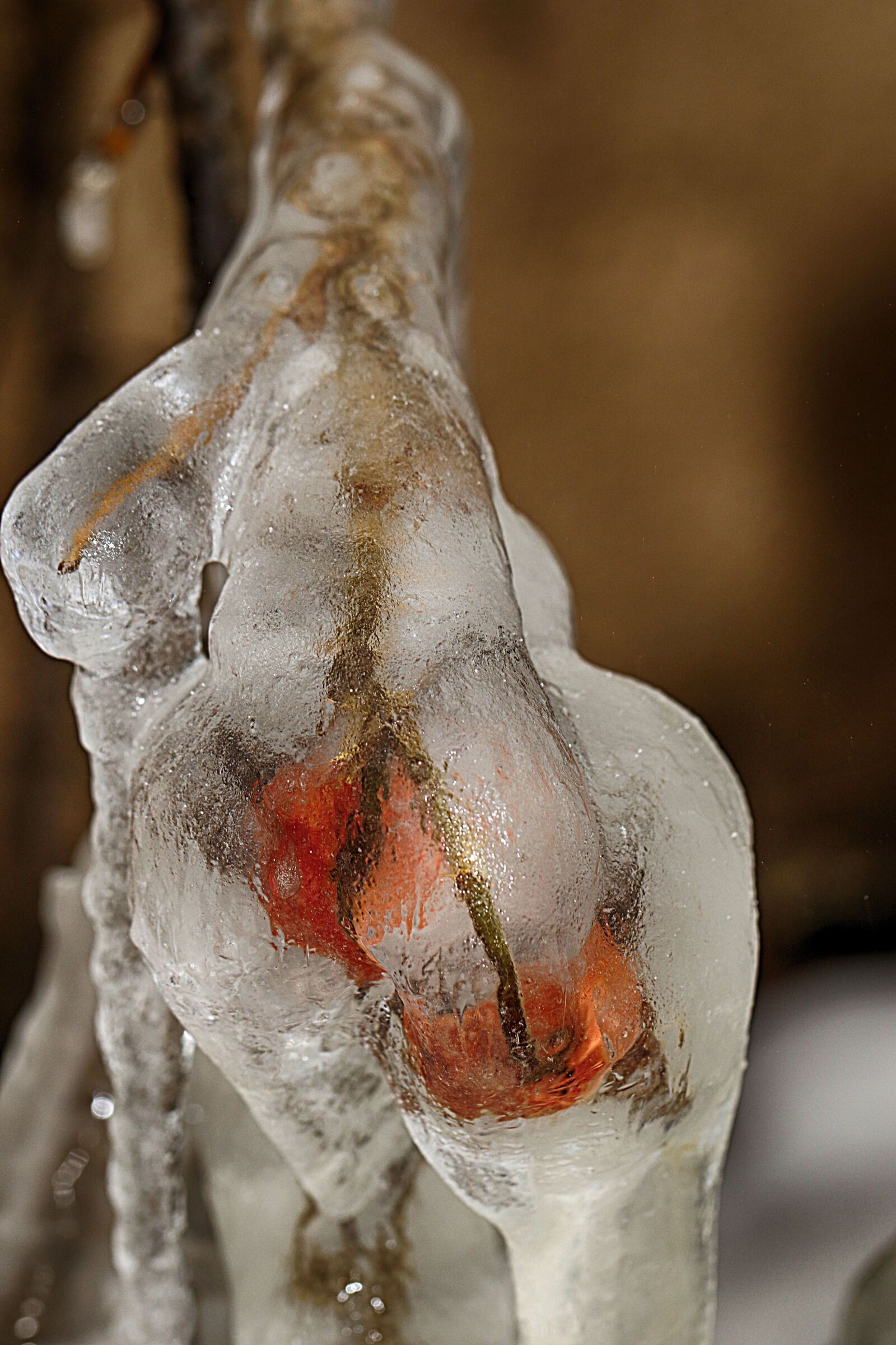 Canon EOS 7D Mark II sample photo. Nature, icicle, rose hip photography