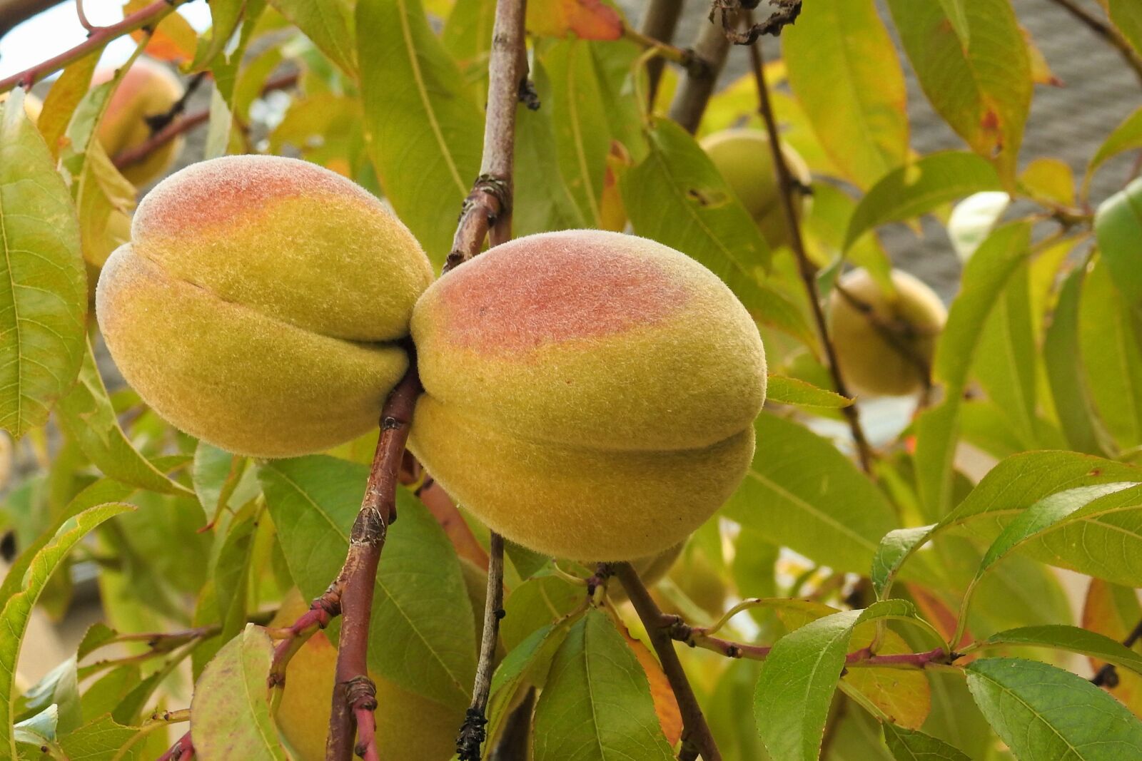 Nikon Coolpix P900 sample photo. Peaches, peach tree, branch photography