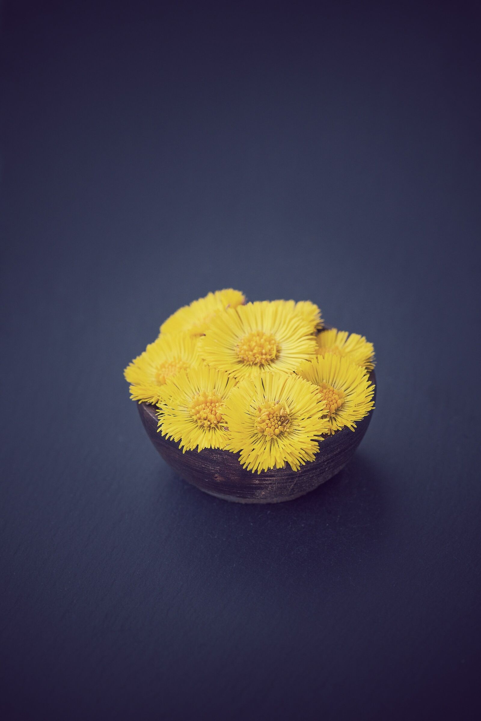 Nikon D750 sample photo. Tussilago farfara, flower, flowers photography