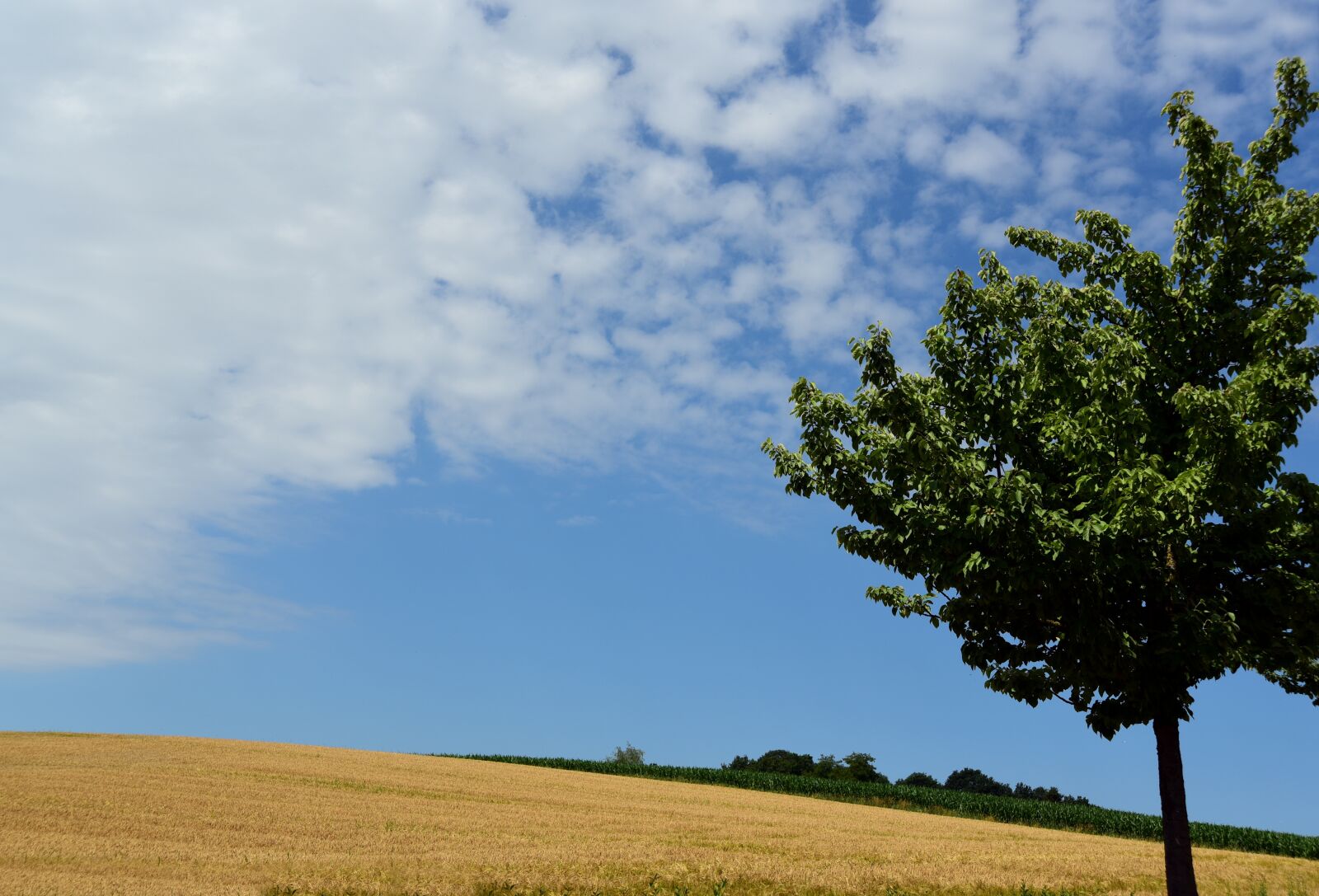 Nikon D750 sample photo. Summer, sky, landscape photography