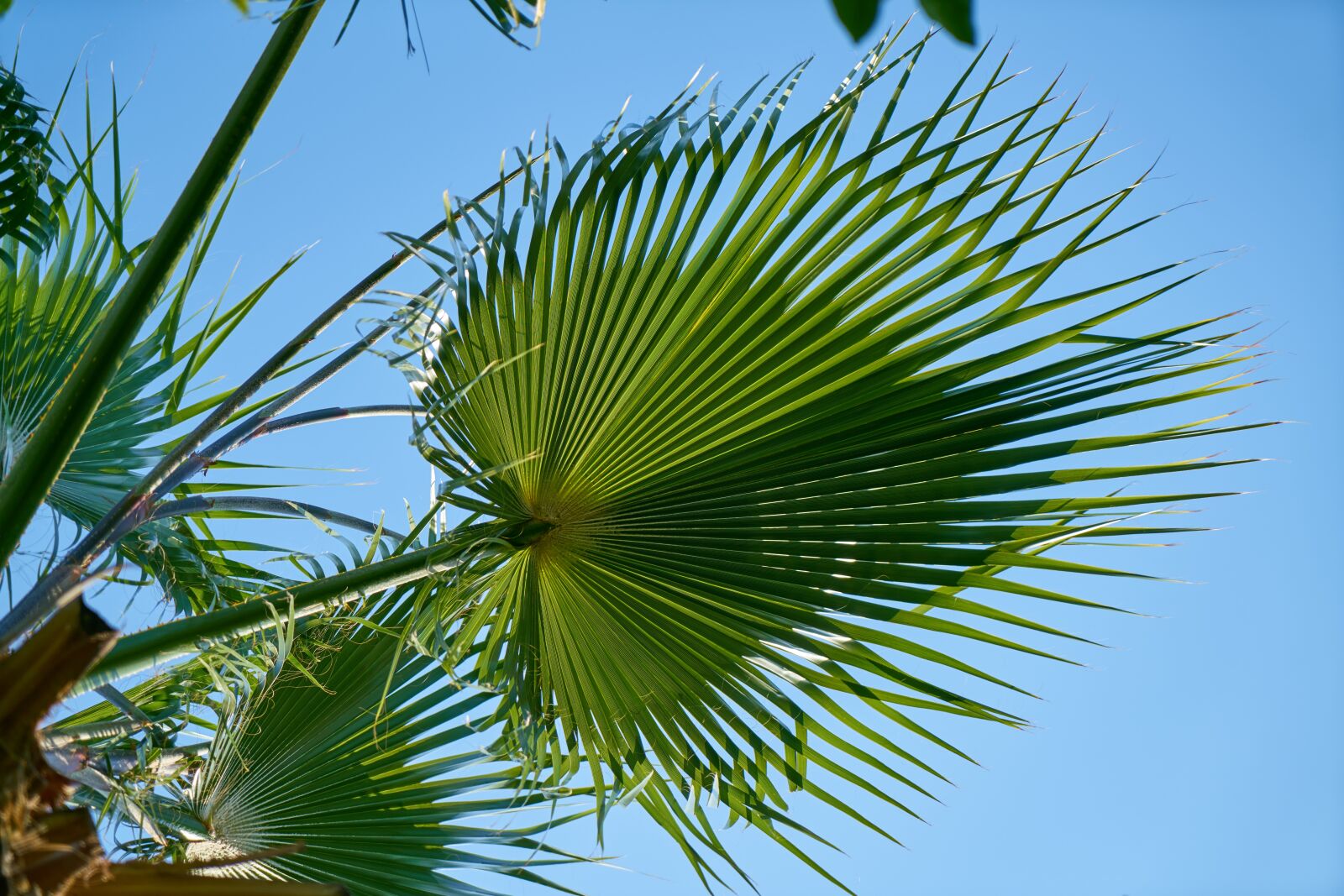 Sony a7R II sample photo. Tree, branch, palm photography