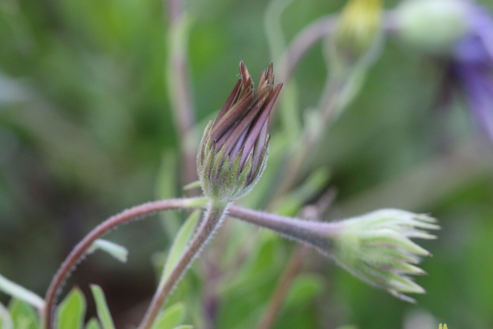 Canon EOS 70D + Canon EF 100mm F2.8 Macro USM sample photo. Pink, flower, plant photography