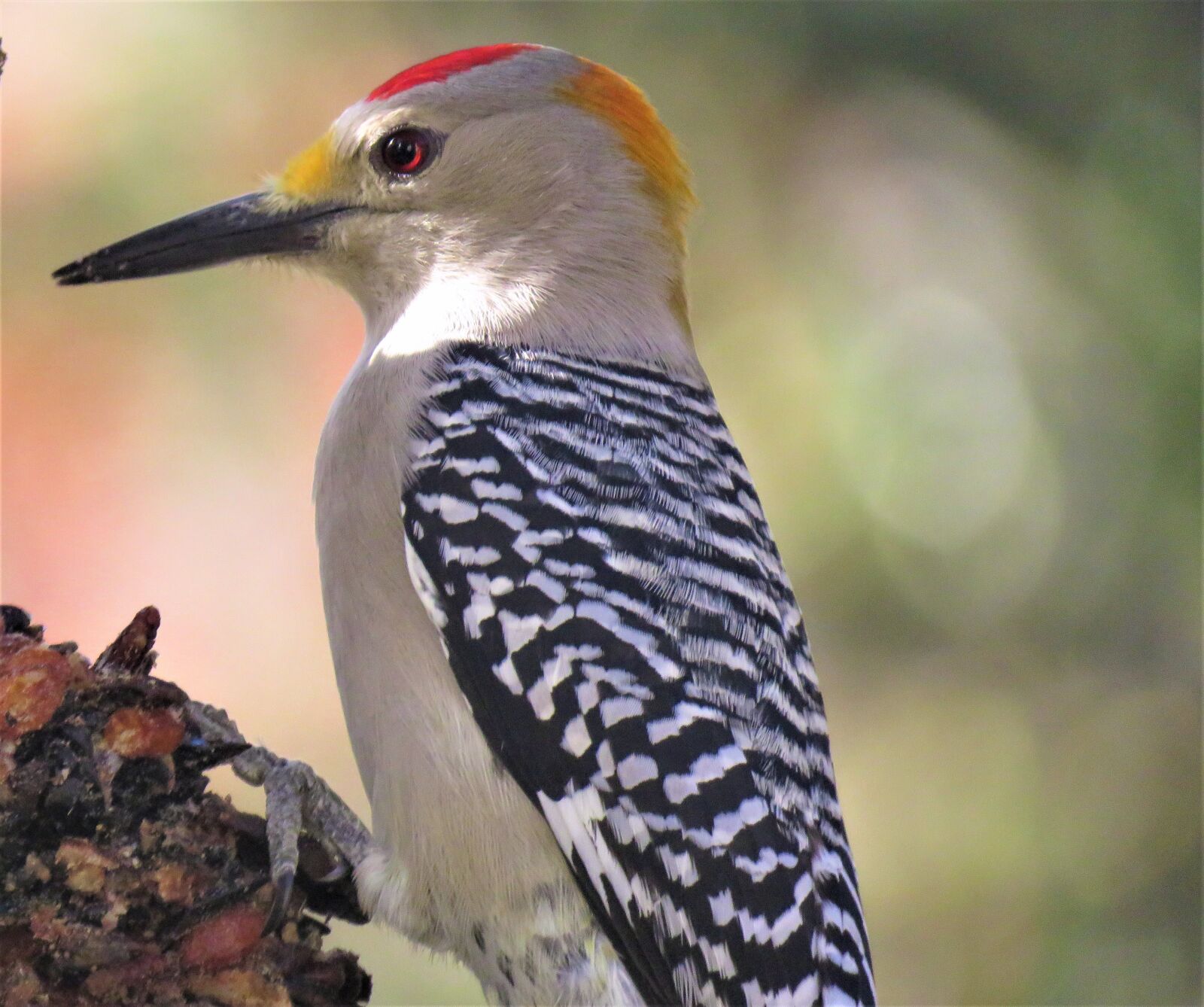 Canon PowerShot SX60 HS sample photo. Bird, woodpecker, close up photography