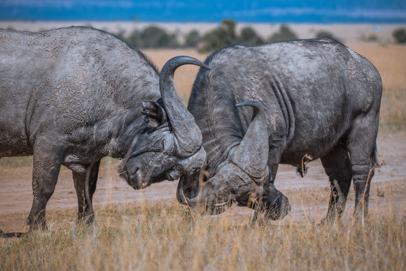 Nikon D610 sample photo. Mammal, wildlife, animal photography